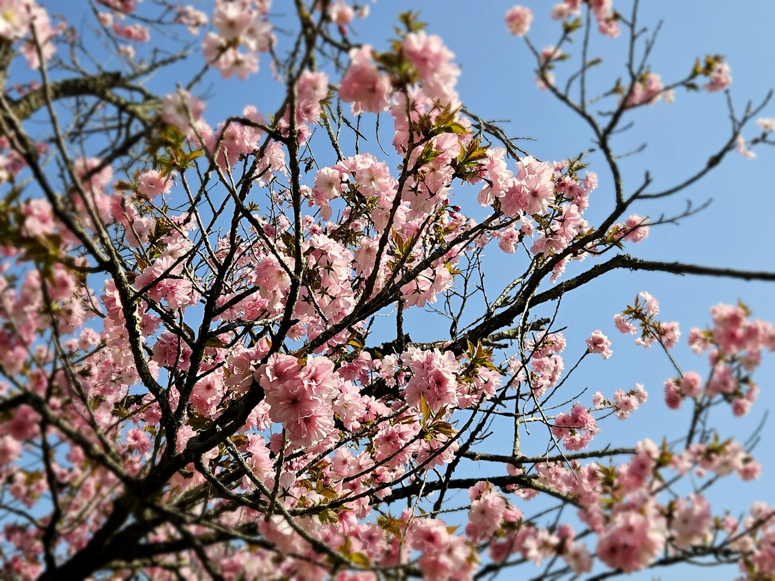 樱花树枝上盛开的粉色花朵与蓝天相映