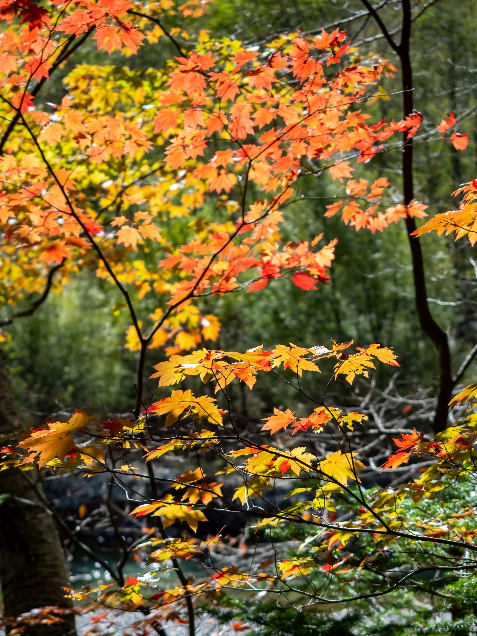 Feuillage d'automne avec des feuilles orange et jaunes vibrantes près d'un ruisseau