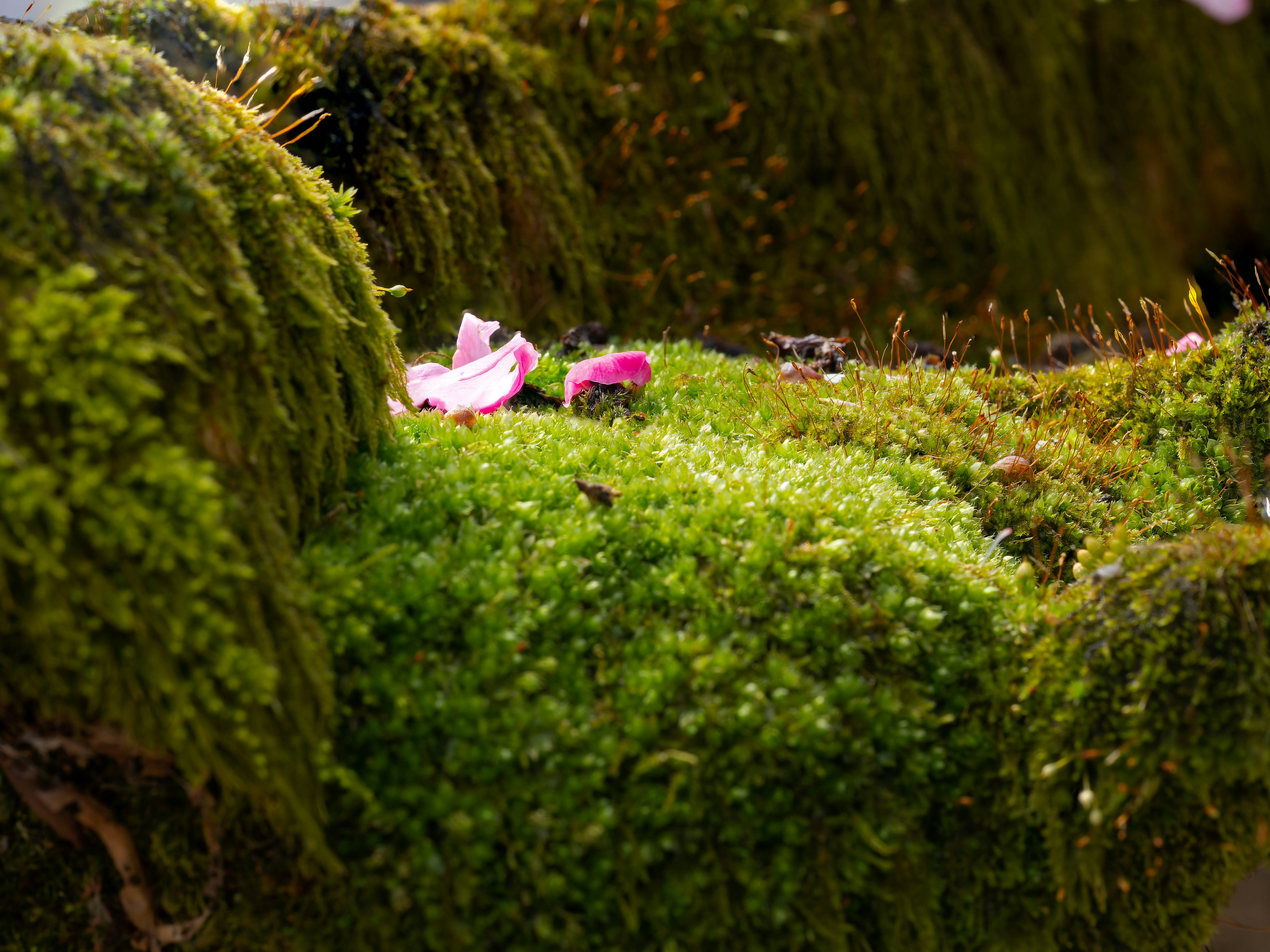 苔むした梅の木の花弁と冬の植物