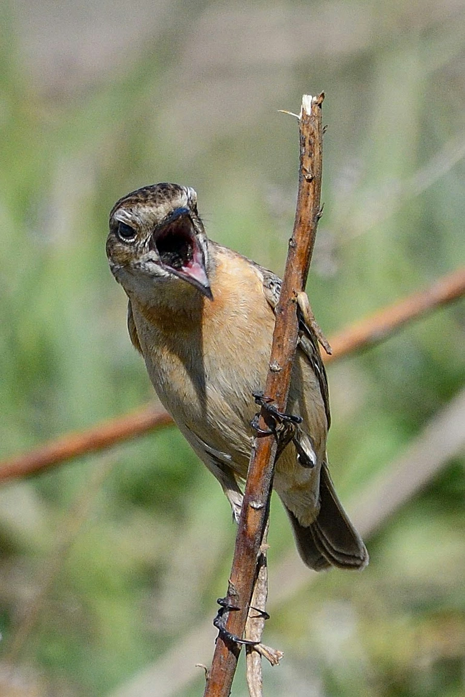 A small bird perched on a branch with its mouth open singing