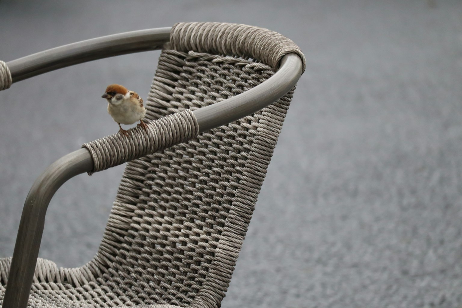 椅子の背もたれに止まっている小鳥のクローズアップ