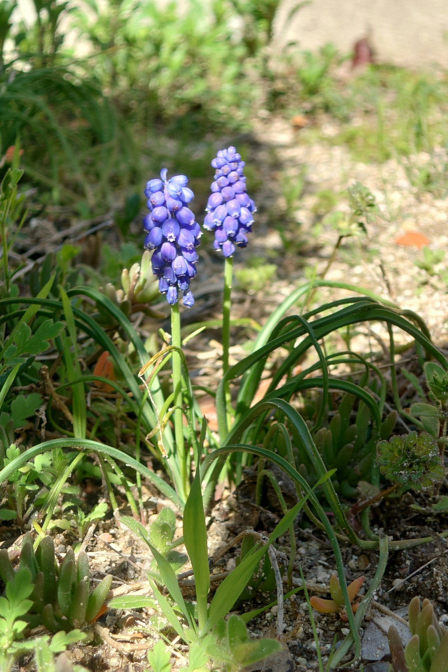 Grupo de flores azul-púrpura creciendo entre la hierba verde
