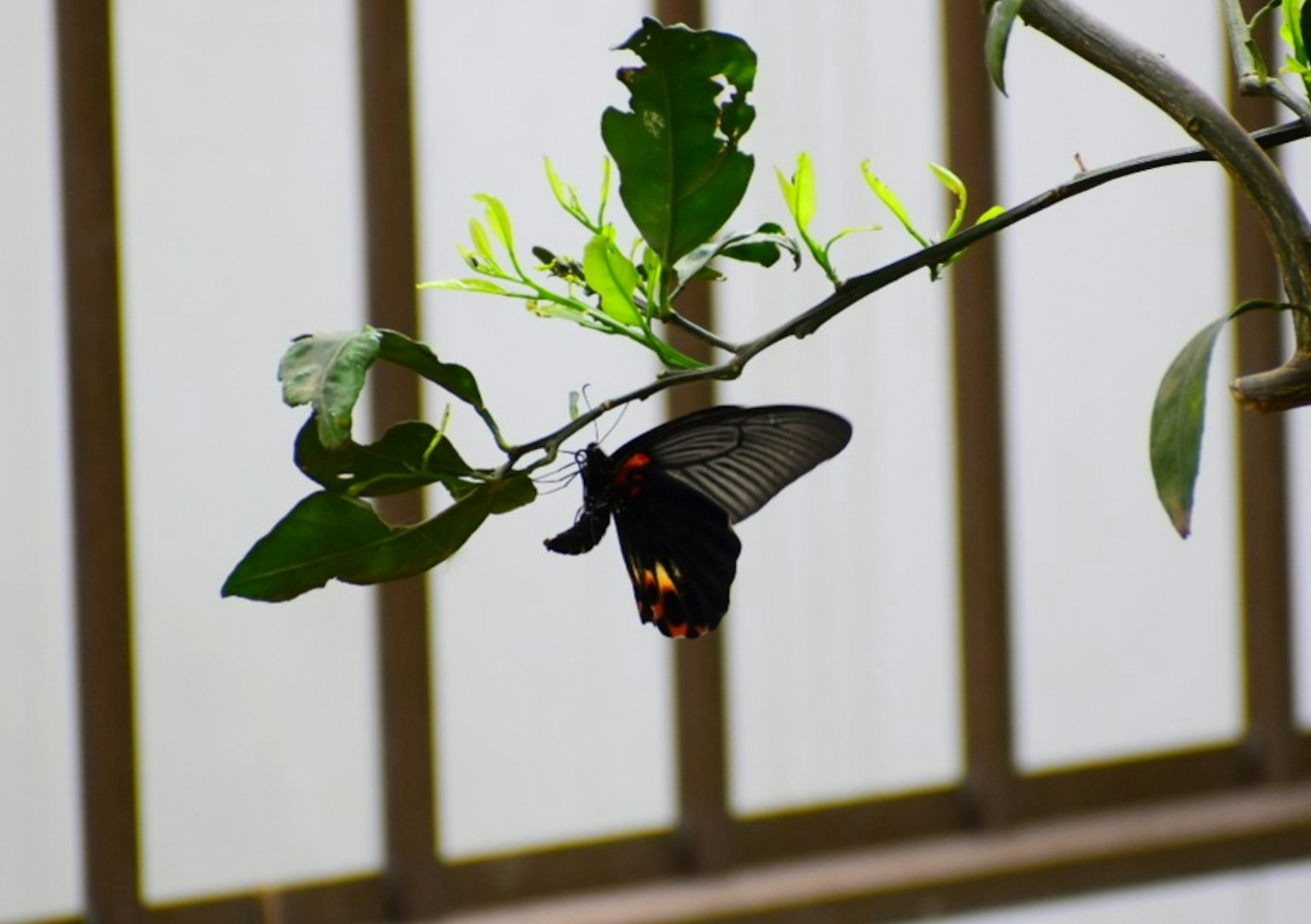 Ein schwarzer Schmetterling sitzt auf grünen Blättern