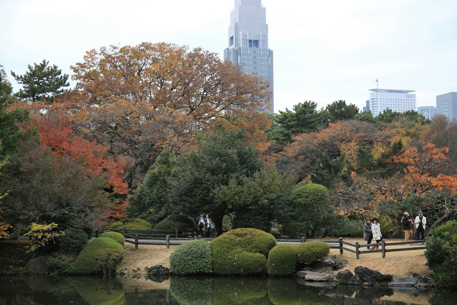秋季色彩的日本花园风景 背景有摩天大楼