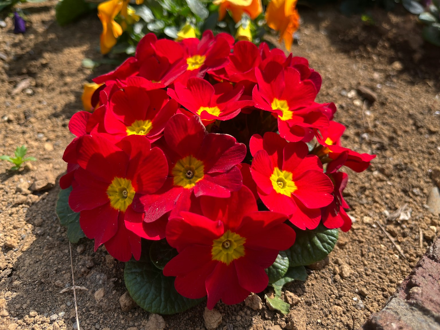 Cluster of red primrose flowers with yellow centers