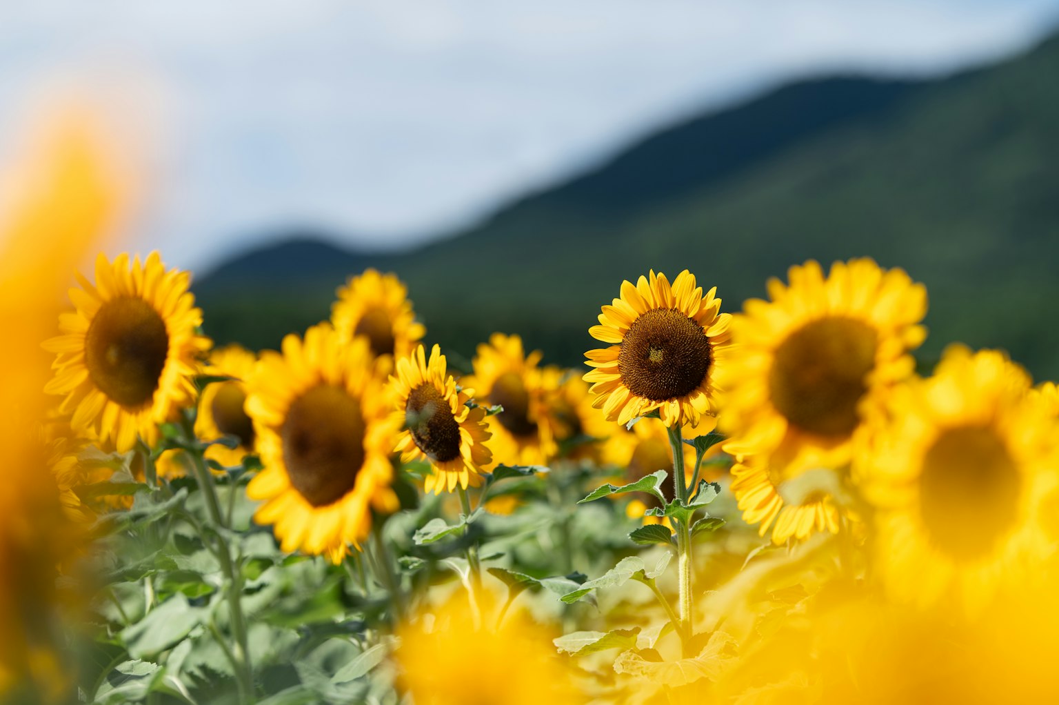 Sonnenblumenfeld mit blauem Himmel und Bergen im Hintergrund