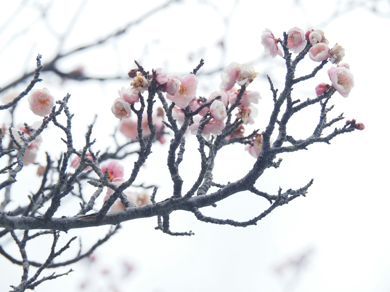 Primer plano de ramas con flores rosa suave
