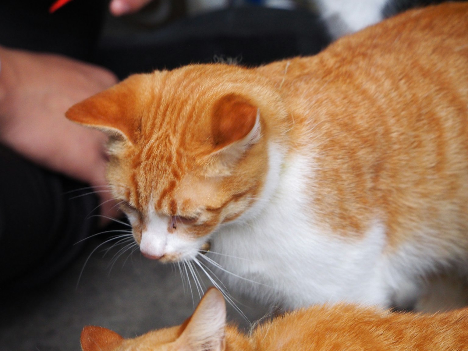 Gambar close-up kucing oranye dengan tanda putih