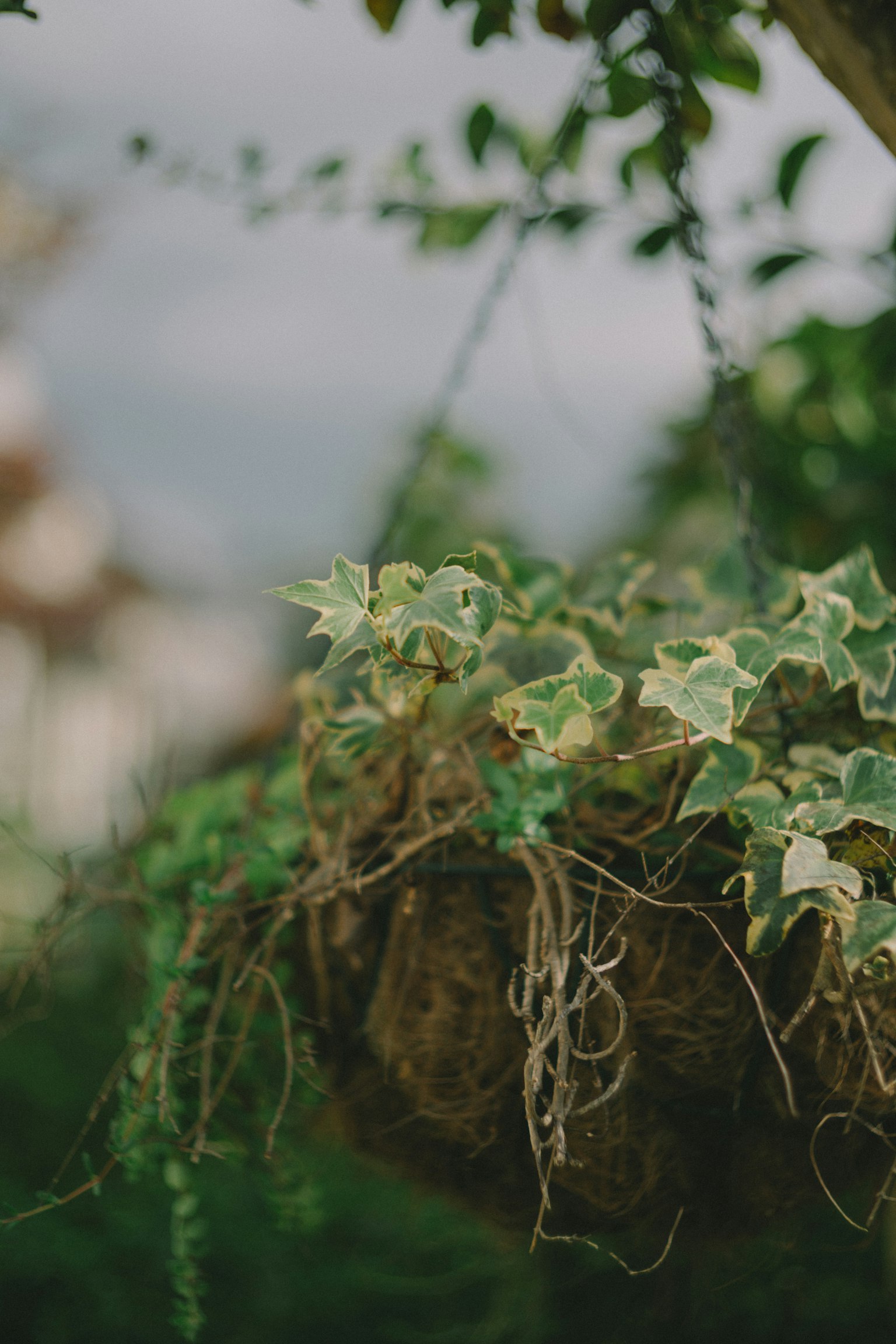 Plante suspendue avec des feuilles vertes et des textures naturelles