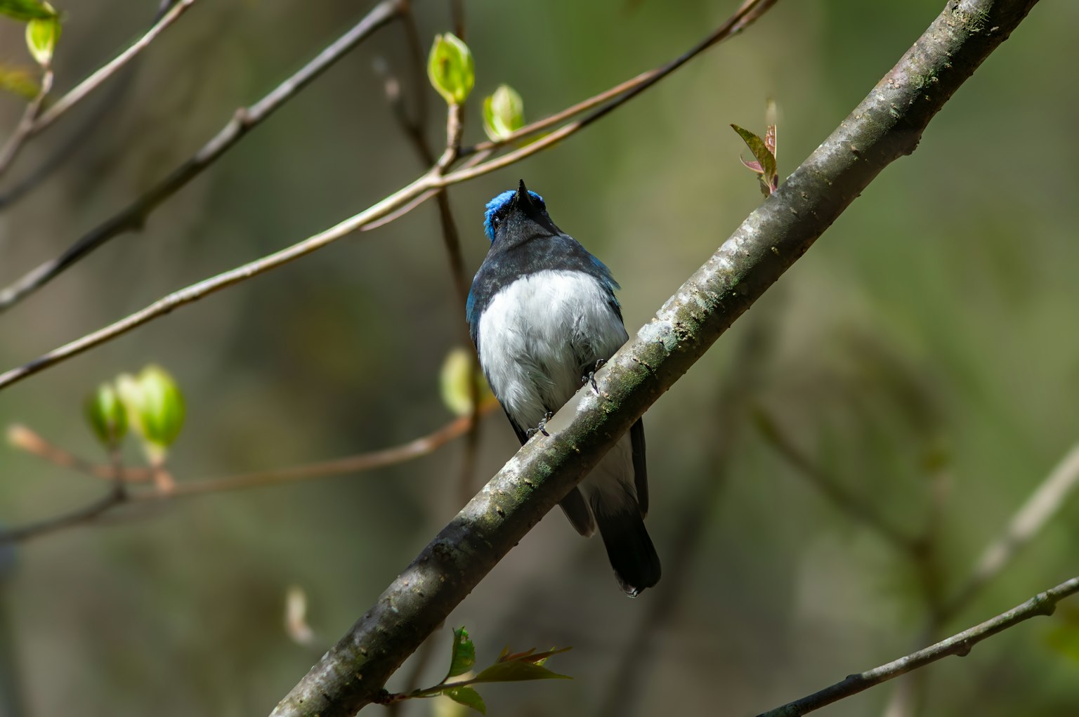 Un petit oiseau avec une tête bleue et un ventre blanc perché sur une branche