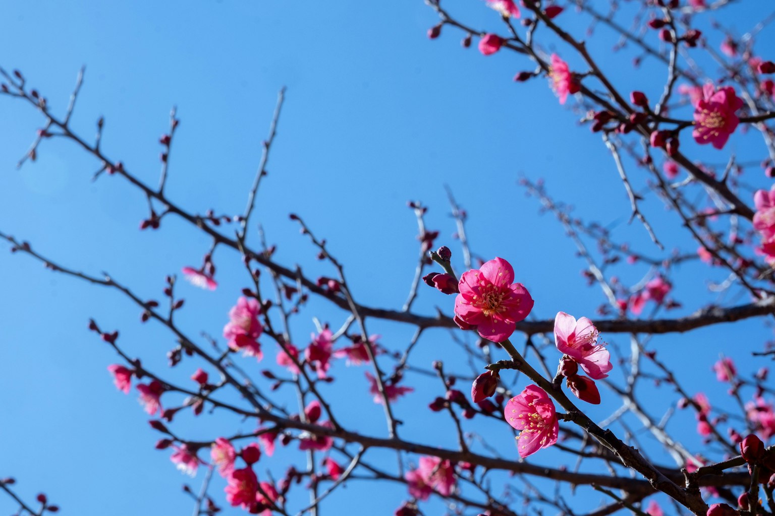 蓝天背景下的粉色花朵树枝