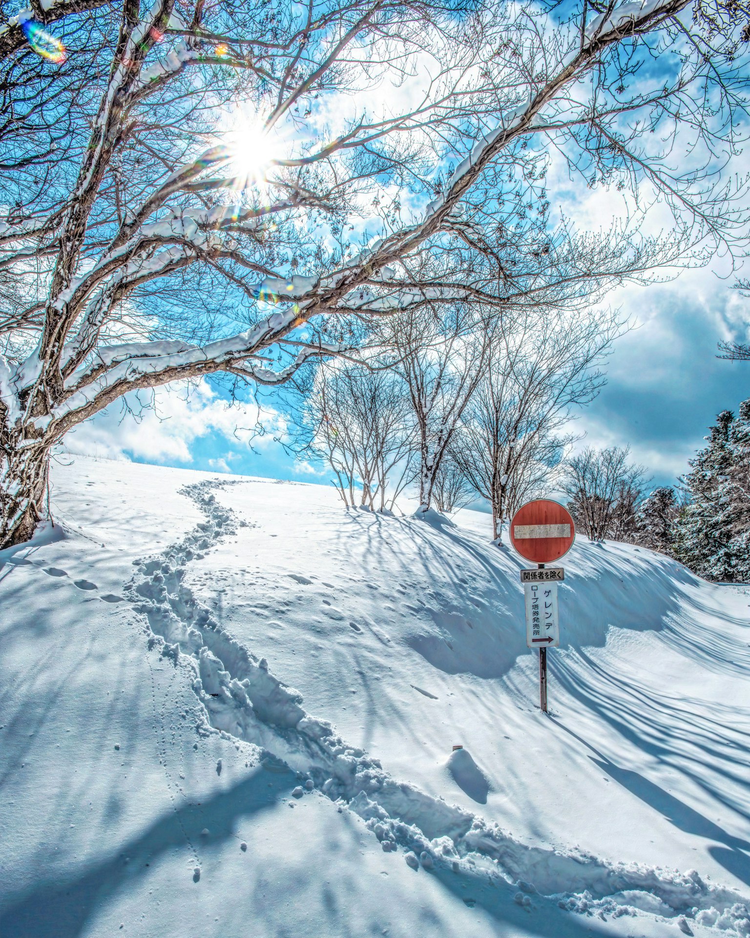 被雪覆蓋的風景，明亮的陽光照耀在藍天和樹木輪廓上