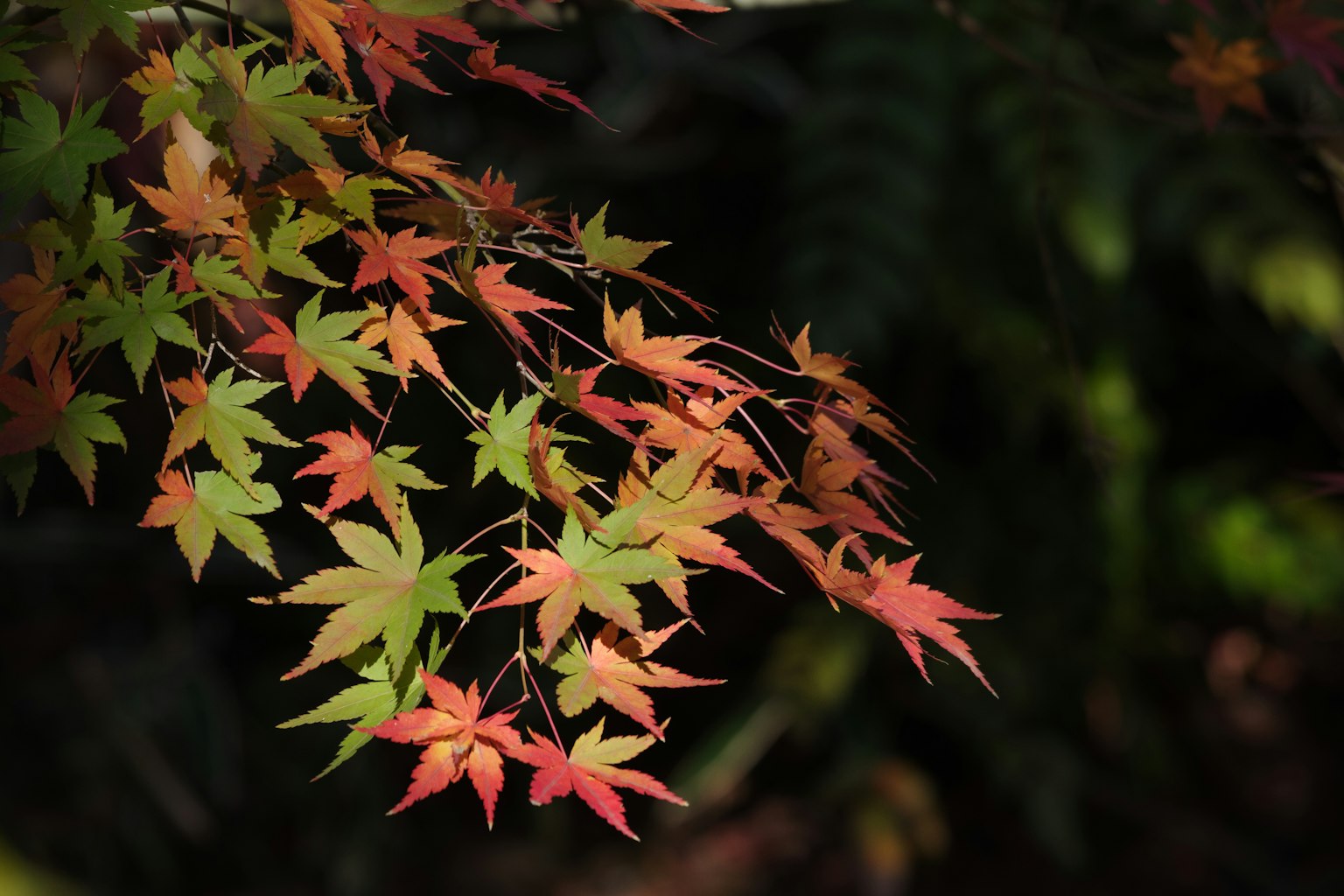 Feuilles d'érable vibrantes affichant des couleurs d'automne illuminées par une lumière douce