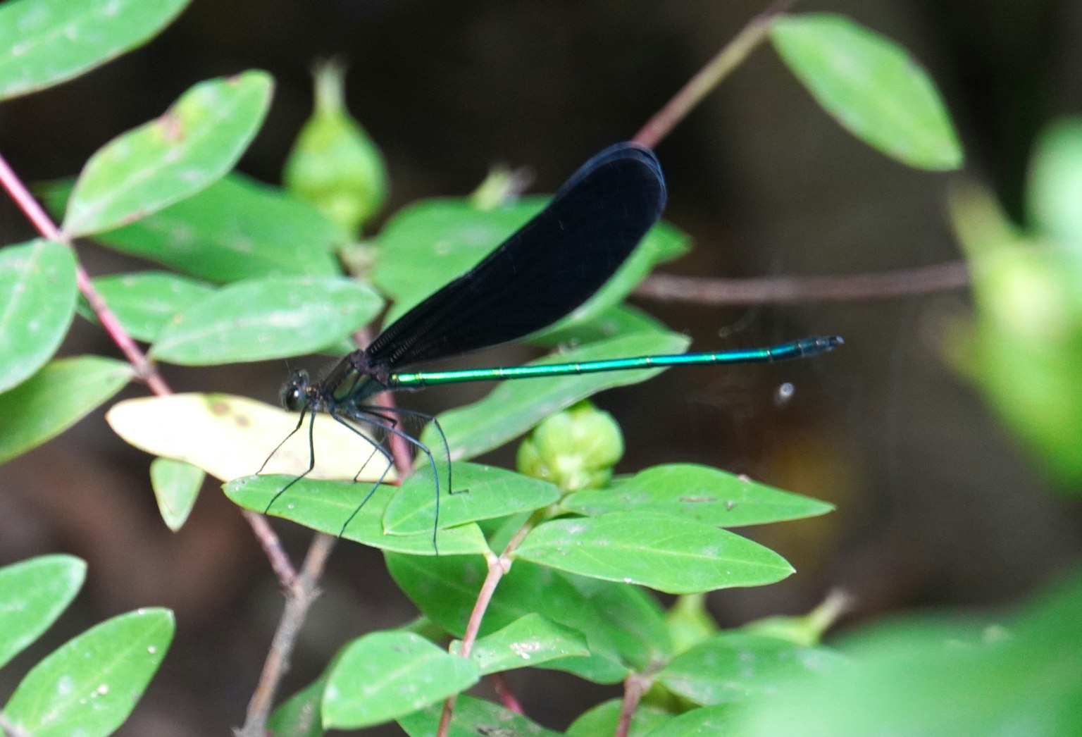 Una libellula nera con ali blu che riposa su foglie verdi
