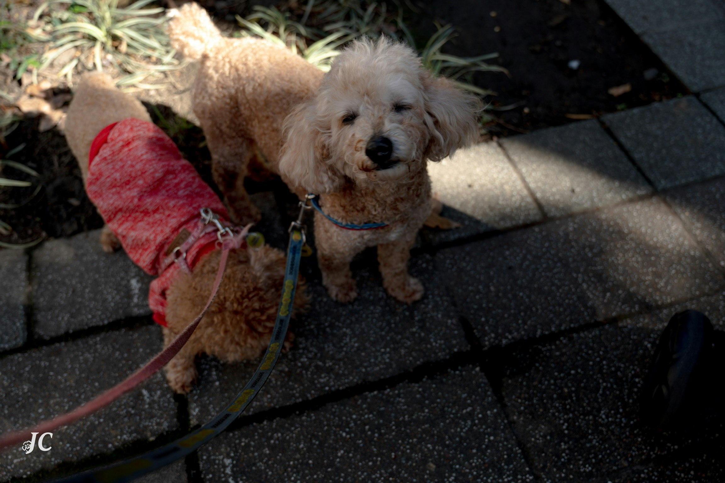 二匹の犬が散歩中で、片方は赤い服を着ている。舗装された道の上で立っている。