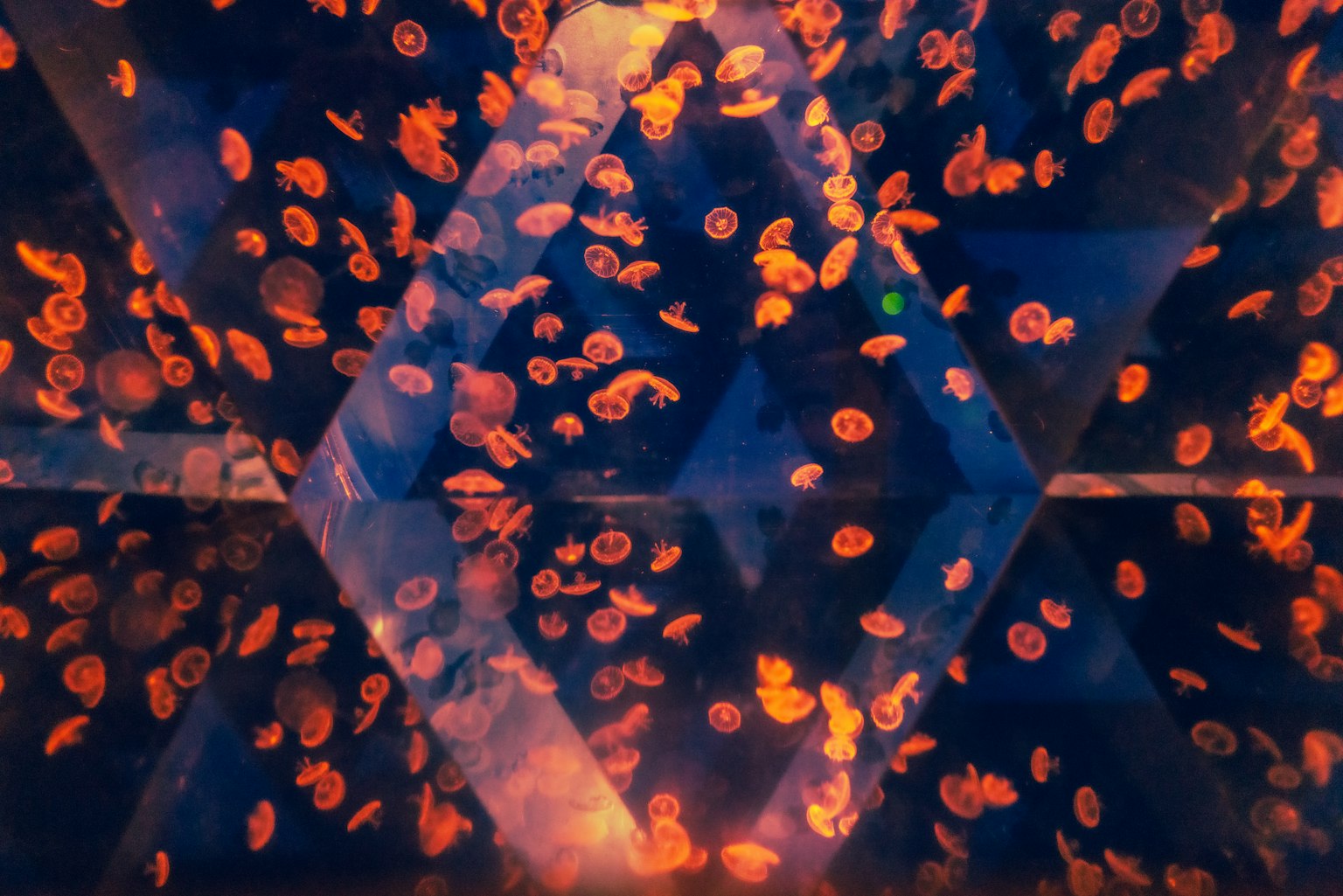 An image of glowing orange jellyfish swimming in blue water