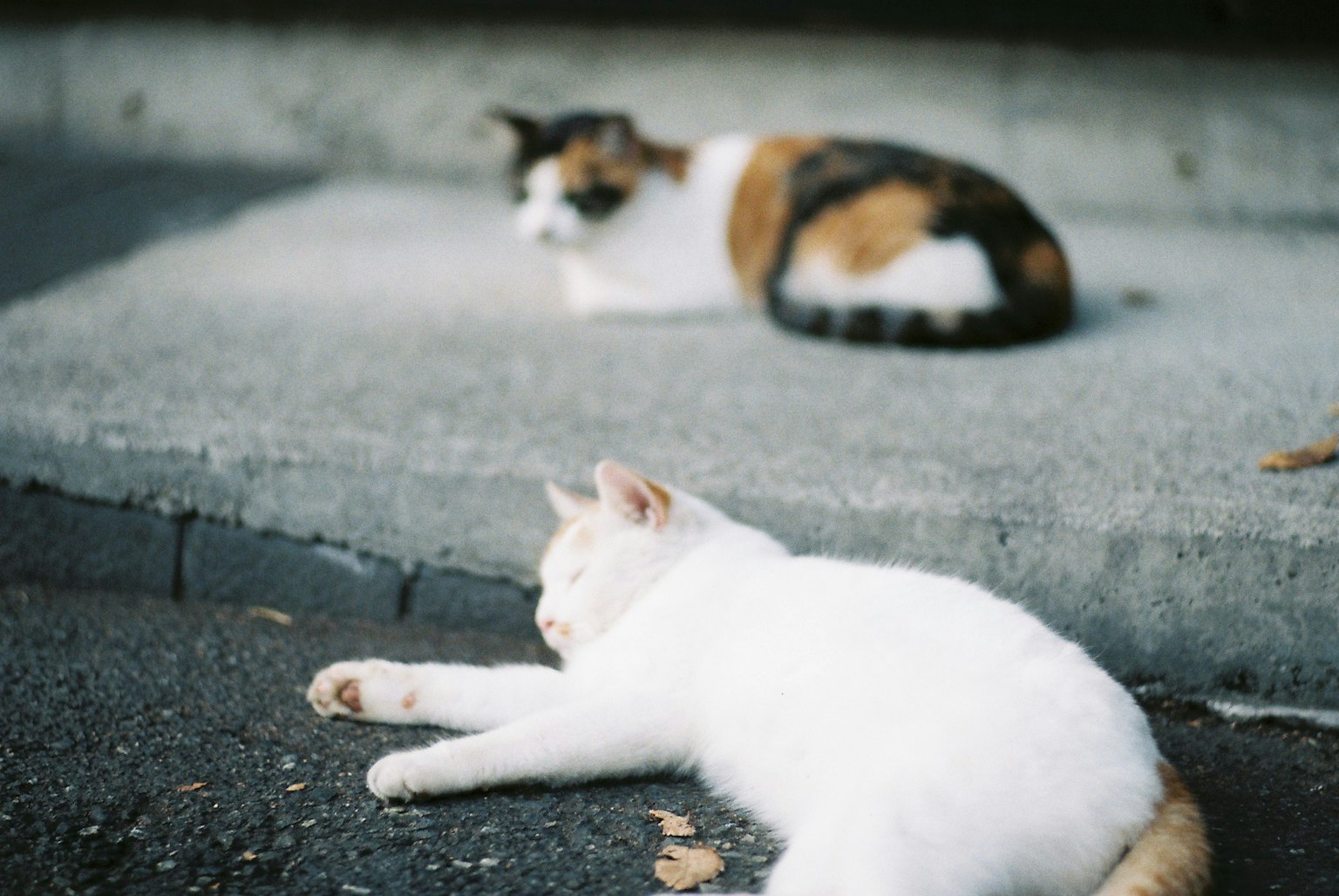 A white cat and a calico cat resting on the pavement
