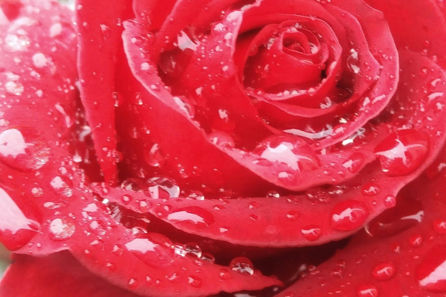 Close-up of a red rose with water droplets on its petals