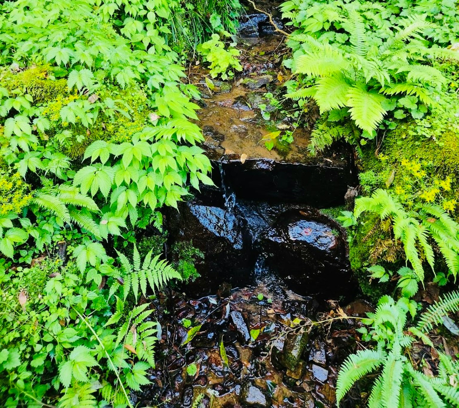 Ruscello che scorre tra un fogliame verde lussureggiante e rocce