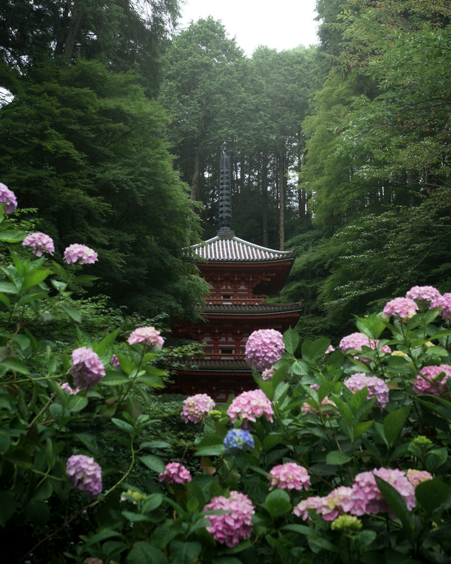 Un temple rouge entouré de fleurs d'hortensia dans une forêt verdoyante