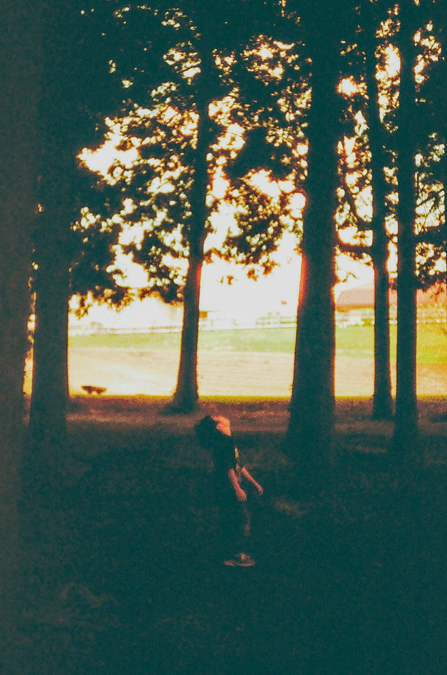 木々の間から夕日が差し込む中で、人物が立っている風景