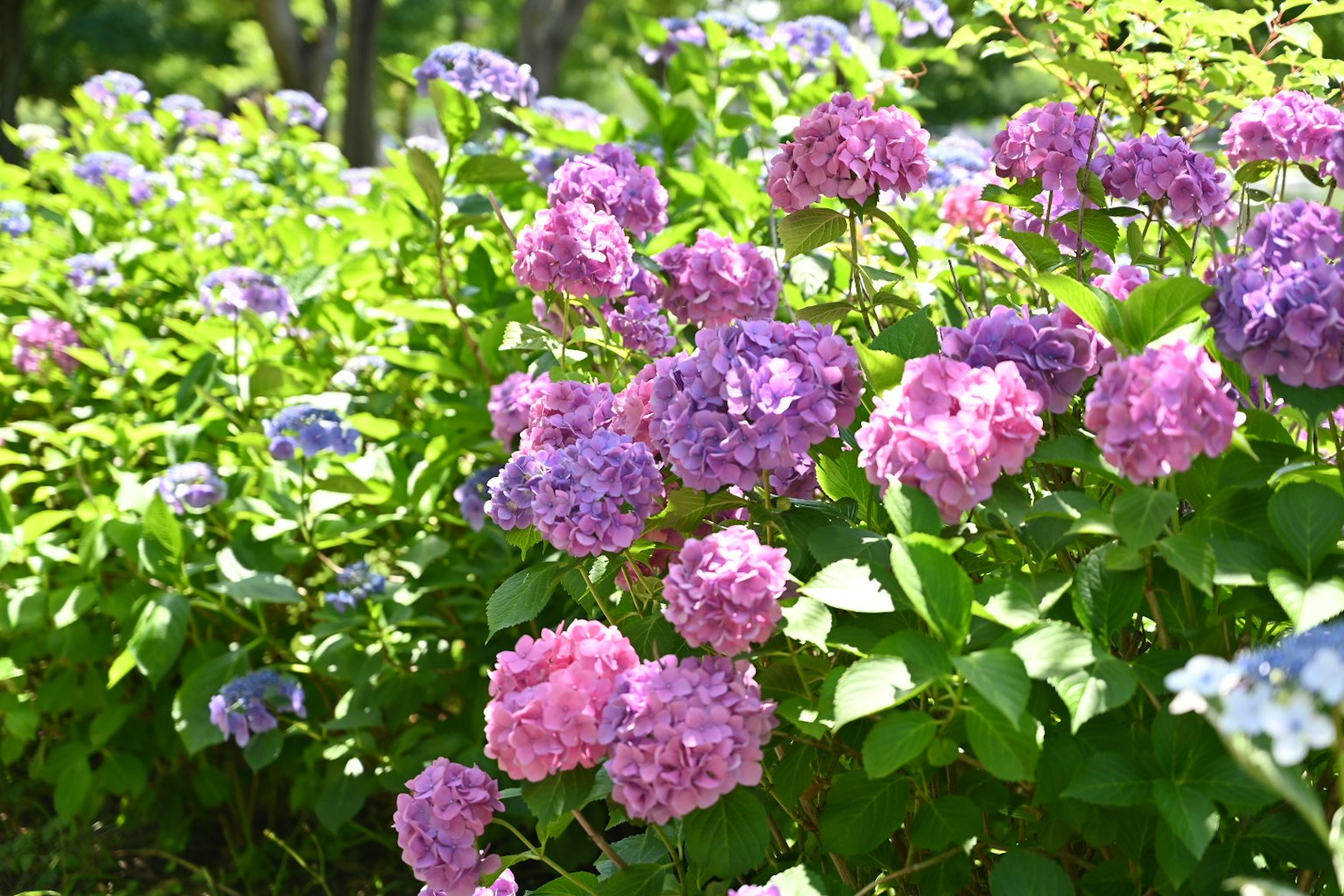 ทิวทัศน์ของสวนที่มีชีวิตชีวาเต็มไปด้วยดอกไฮเดรนเยียสีชมพูและสีม่วง