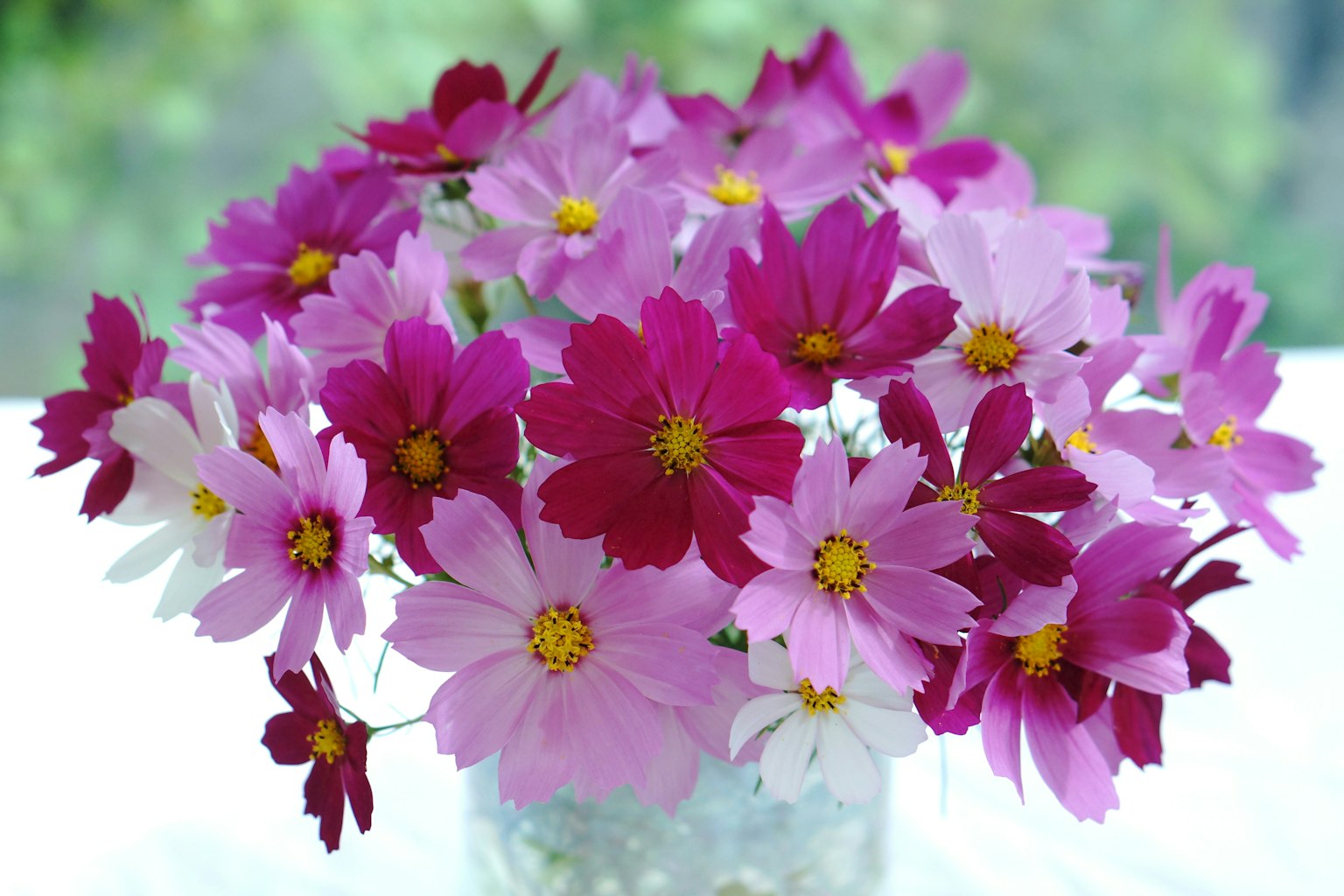 Un vibrante ramo de flores cosmos que muestra varias tonalidades de rosa y púrpura