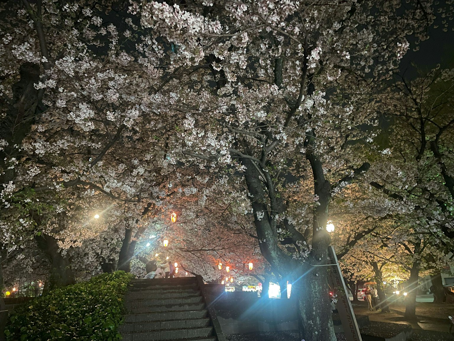 Vista notturna dei ciliegi in fiore con alberi illuminati che fiancheggiano un sentiero e lampioni che brillano