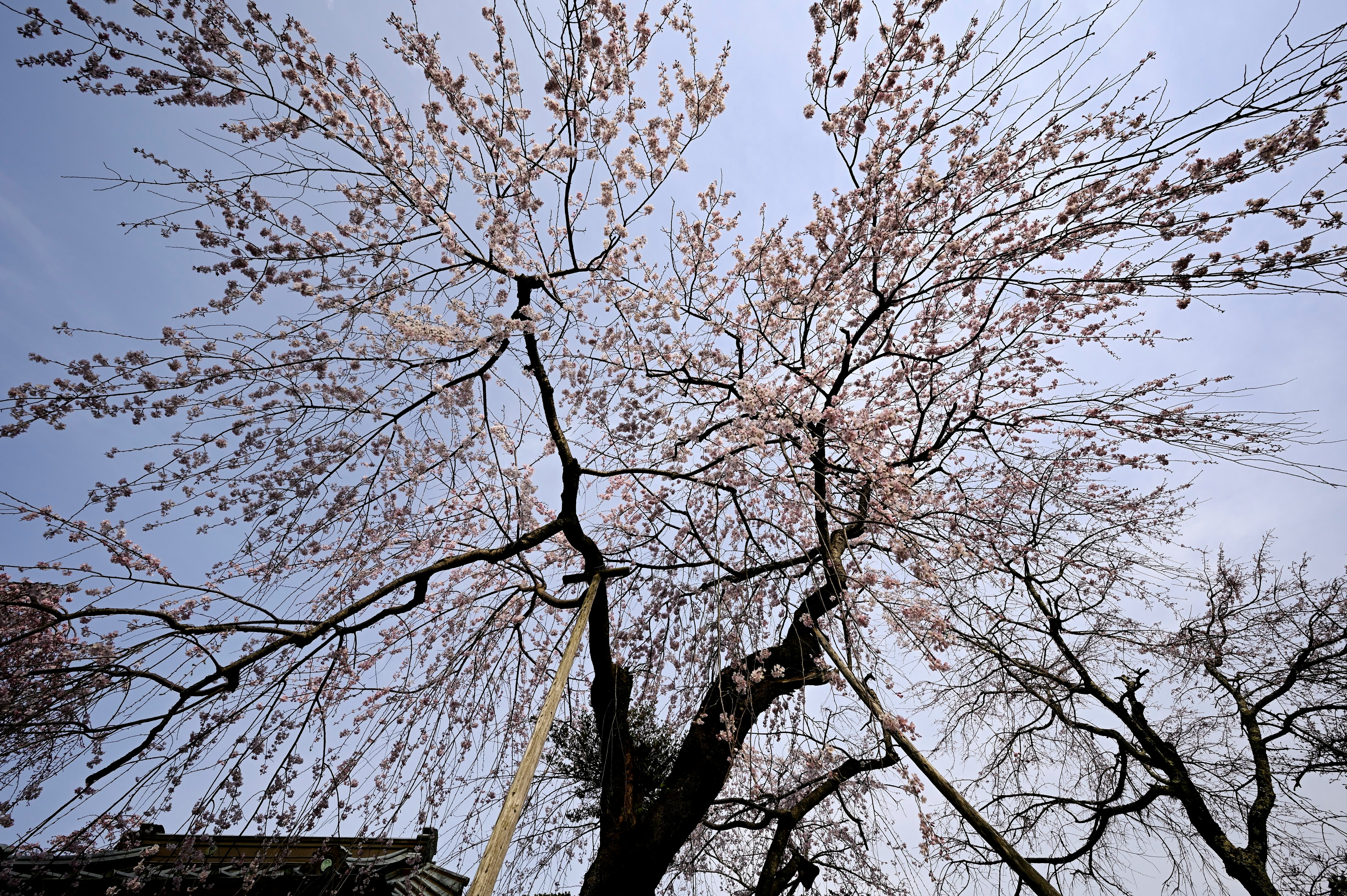 桜の花が咲く枝と青空の下の木