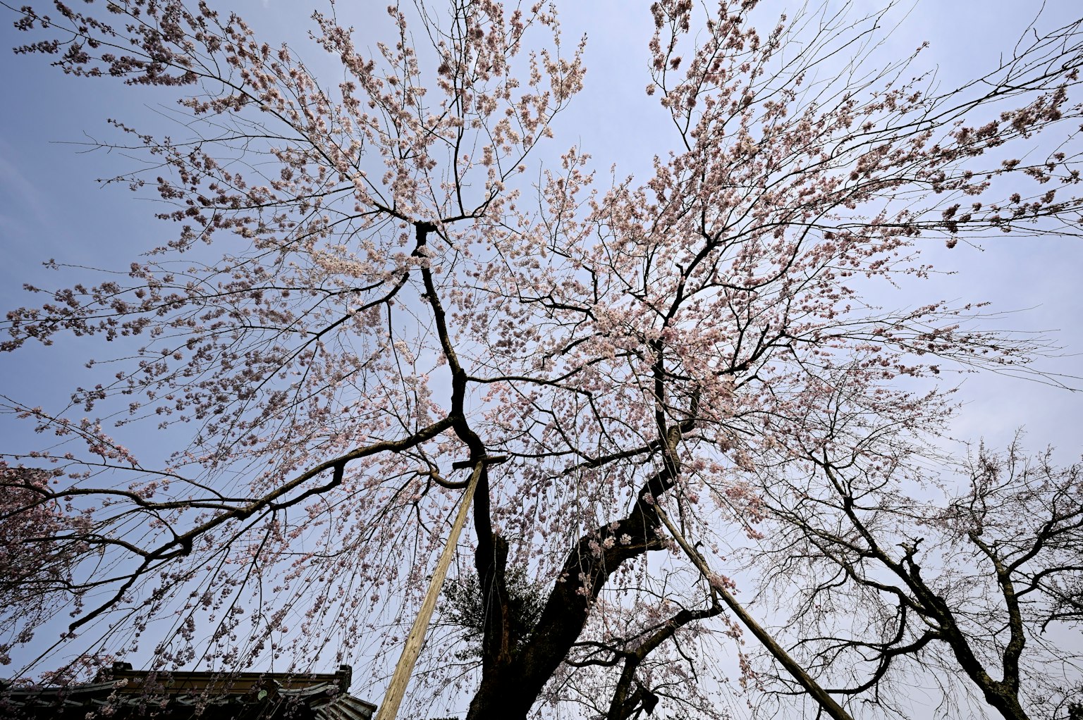 Ramas de un árbol de cerezo en flor bajo un cielo azul