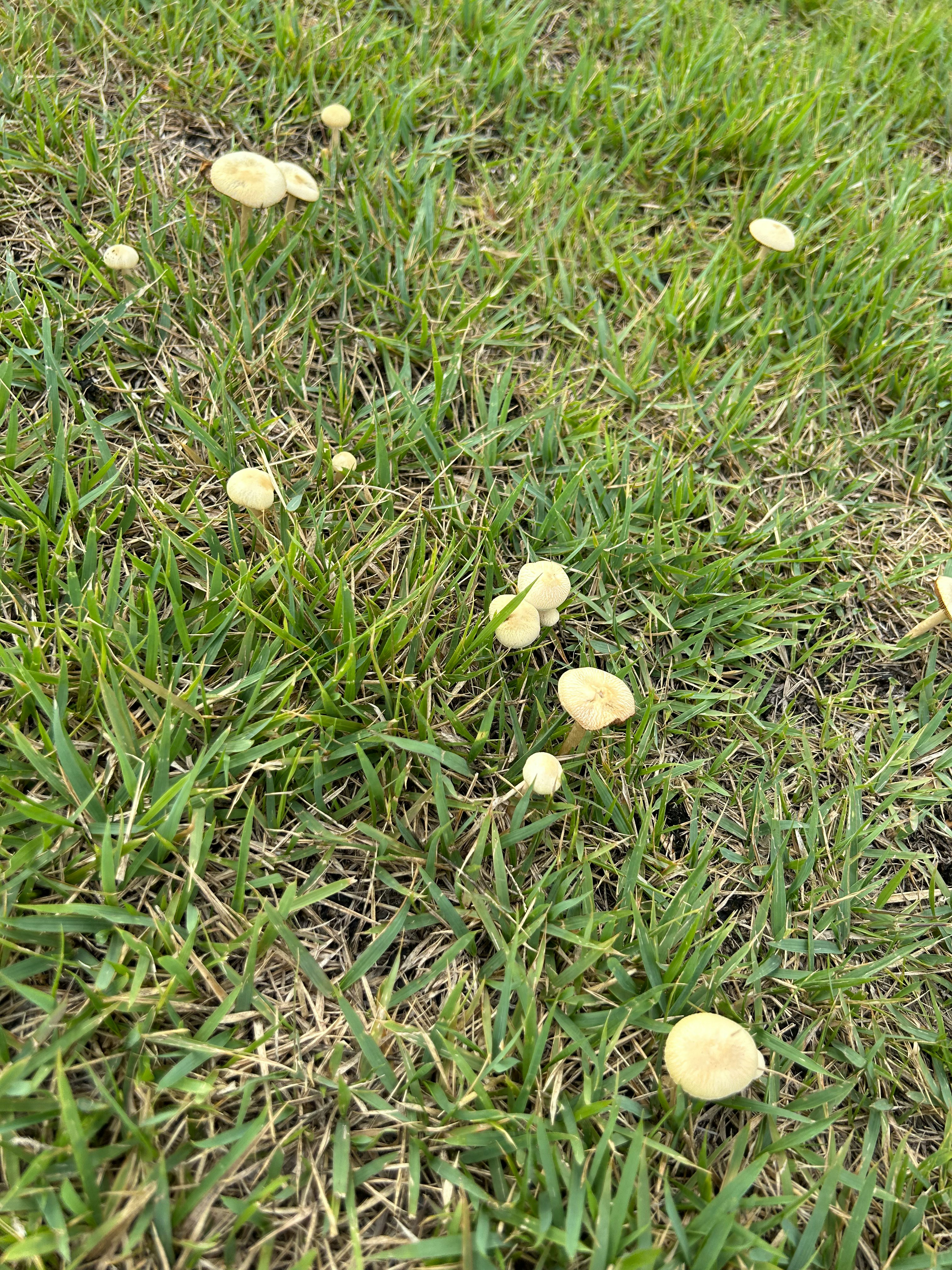 piccoli funghi sparsi sull’erba immagine