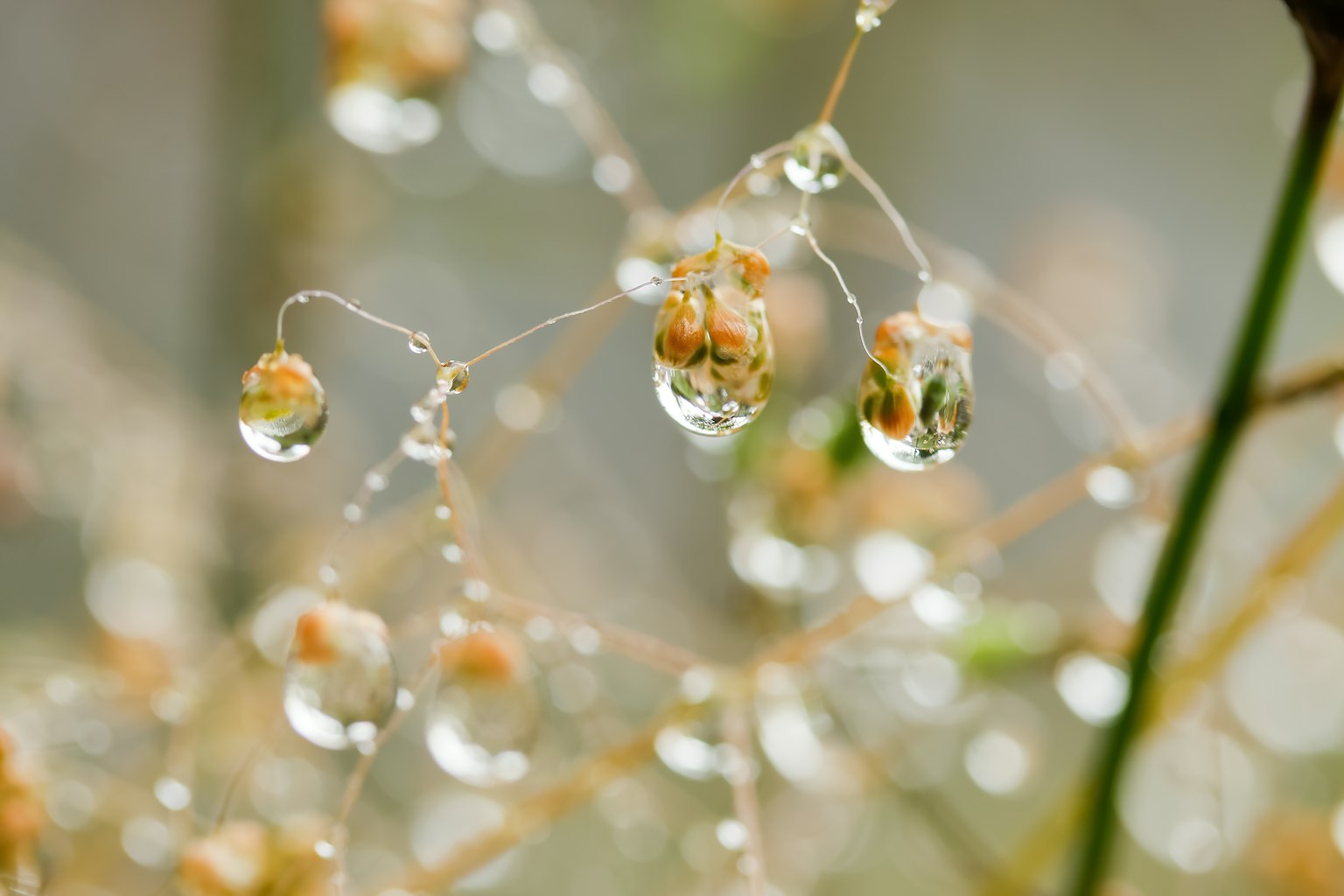 Primo piano di steli di piante sottili e piccoli boccioli con gocce d'acqua