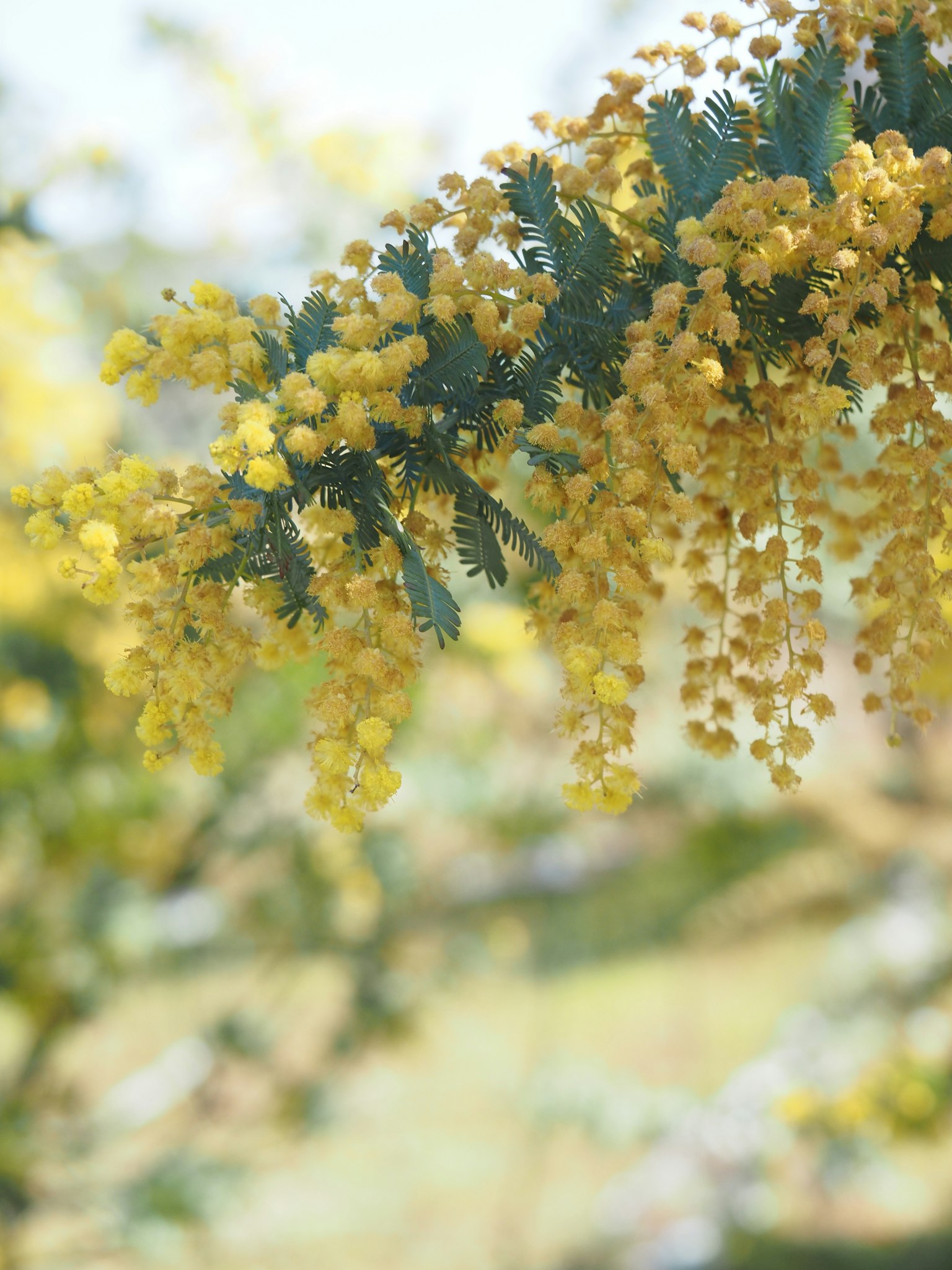 Close-up of a branch with blooming yellow mimosa flowers