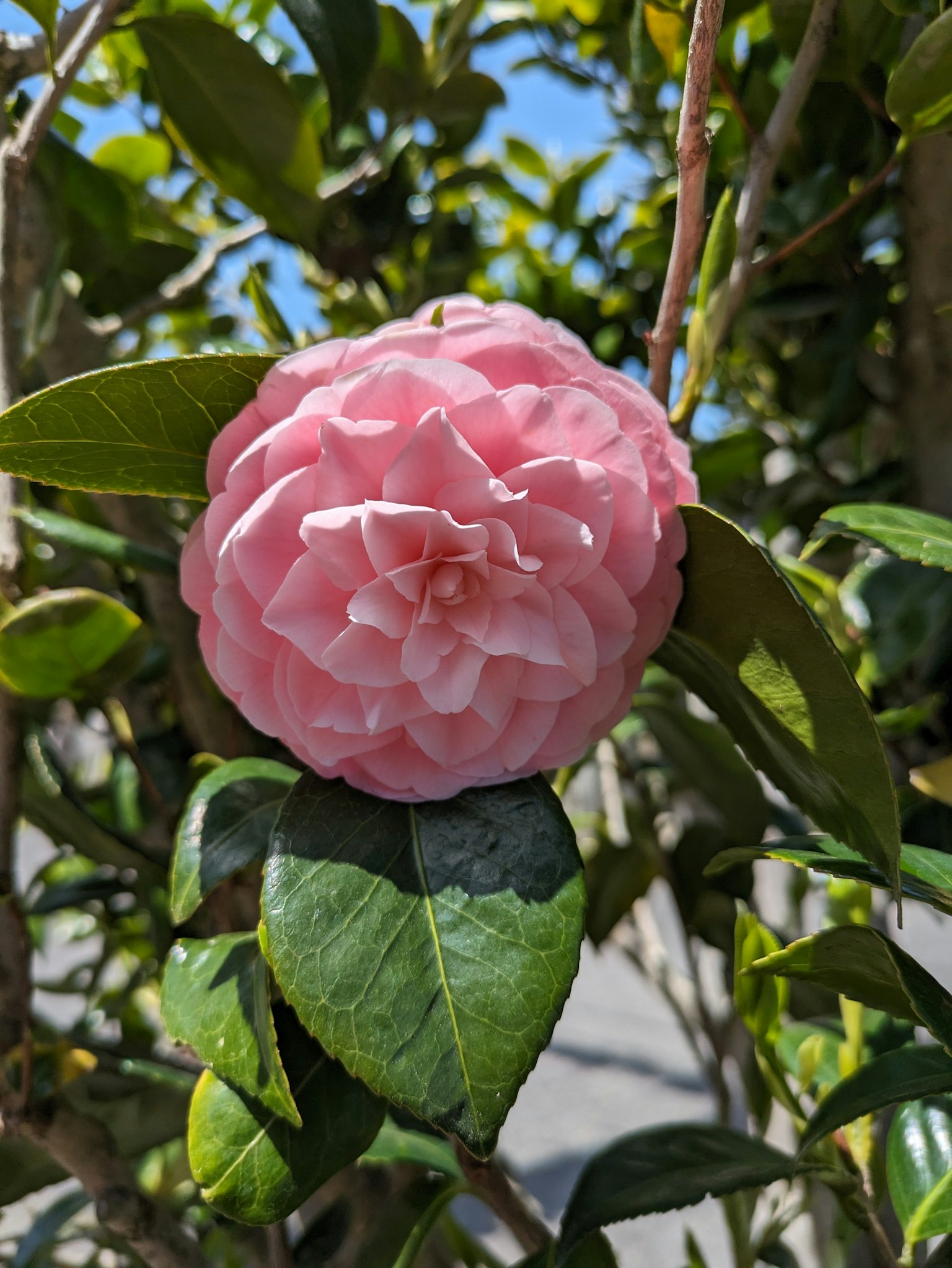 Une fleur de camélia rose entourée de feuilles vertes