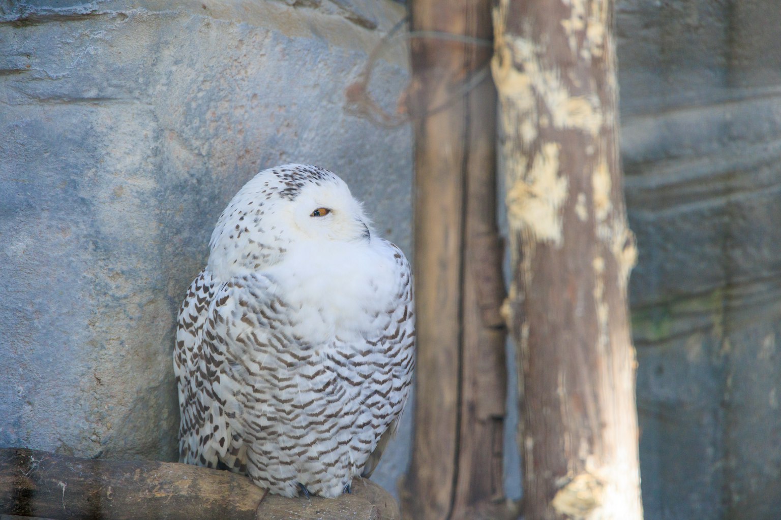Un hibou des neiges aux plumes blanches et grises perché sur une branche