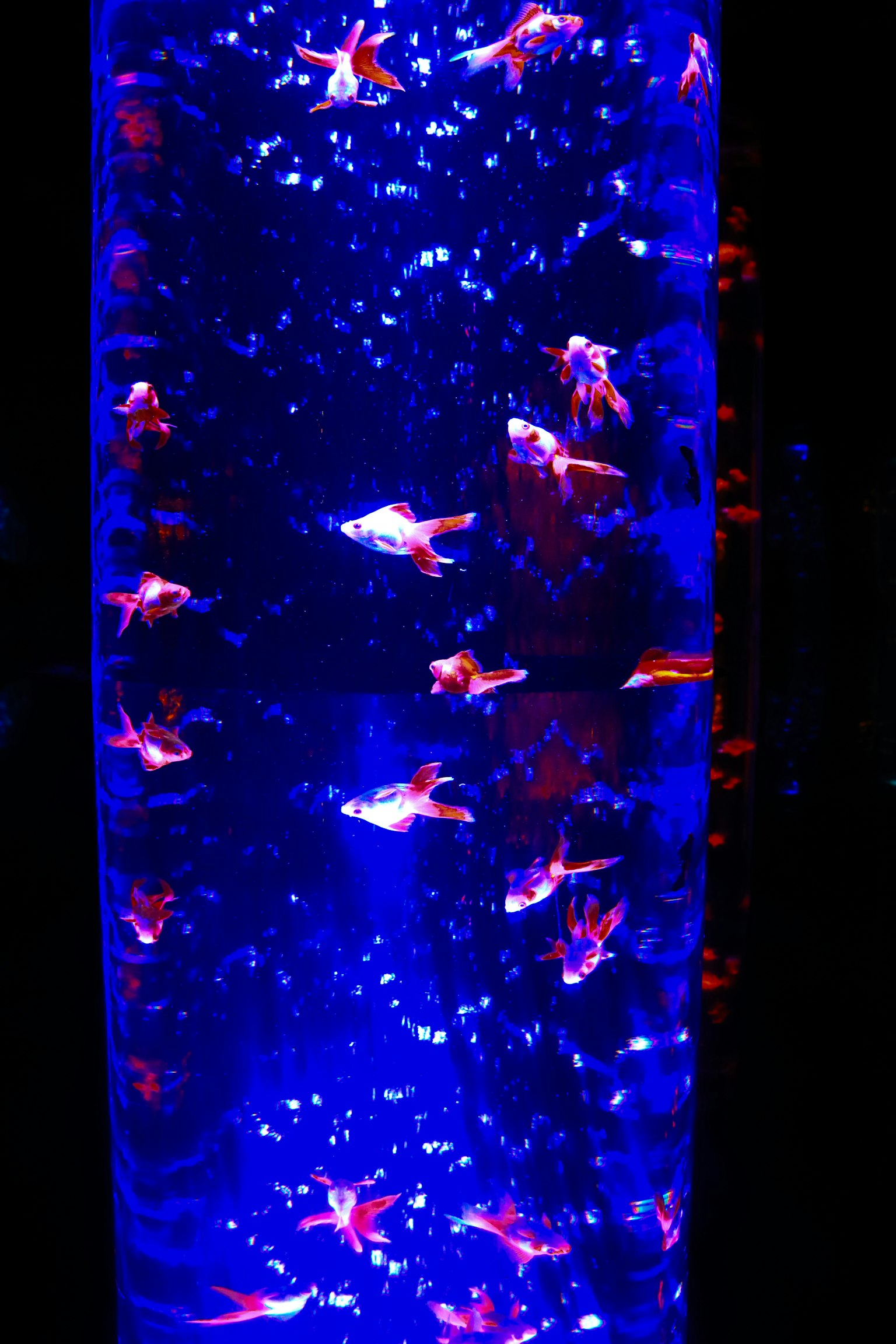 一个迷人的水族馆，五颜六色的鱼在蓝色水中游泳