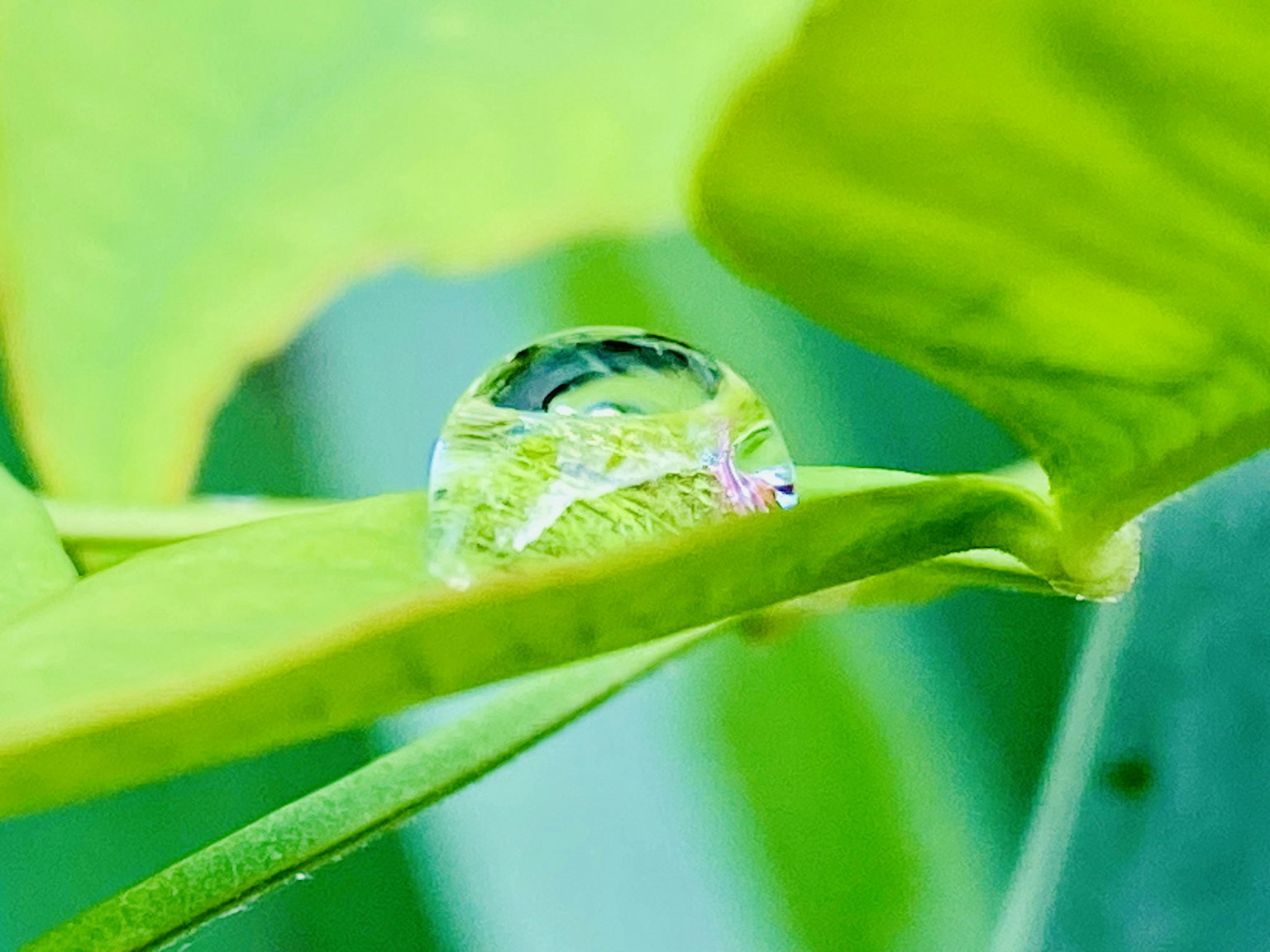 Un beau moment de la nature avec une goutte d'eau sur une feuille verte