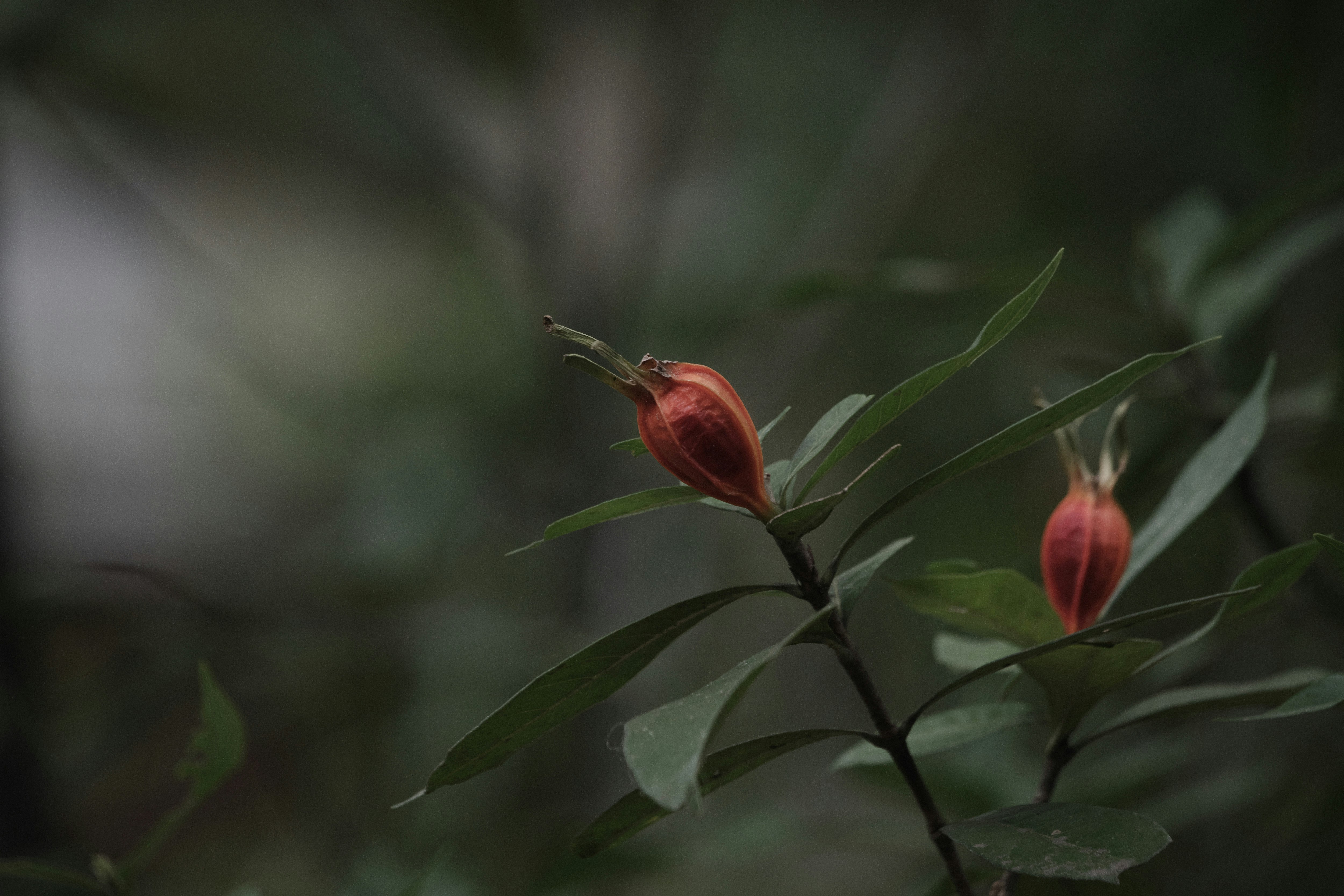 orange gardenia fruit ripening on a branch