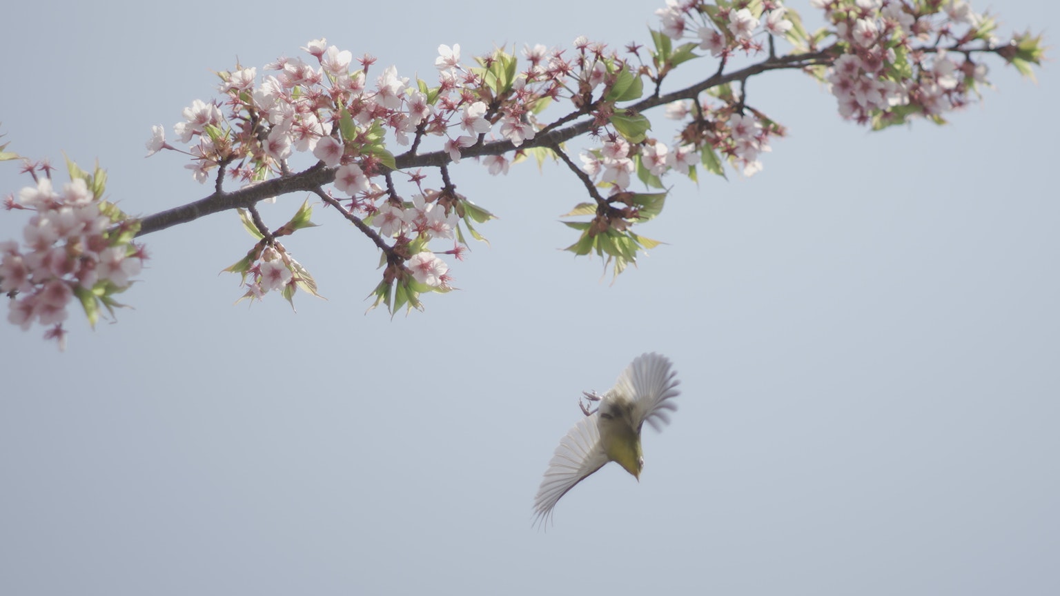 Seekor burung terbang dekat cabang bunga sakura
