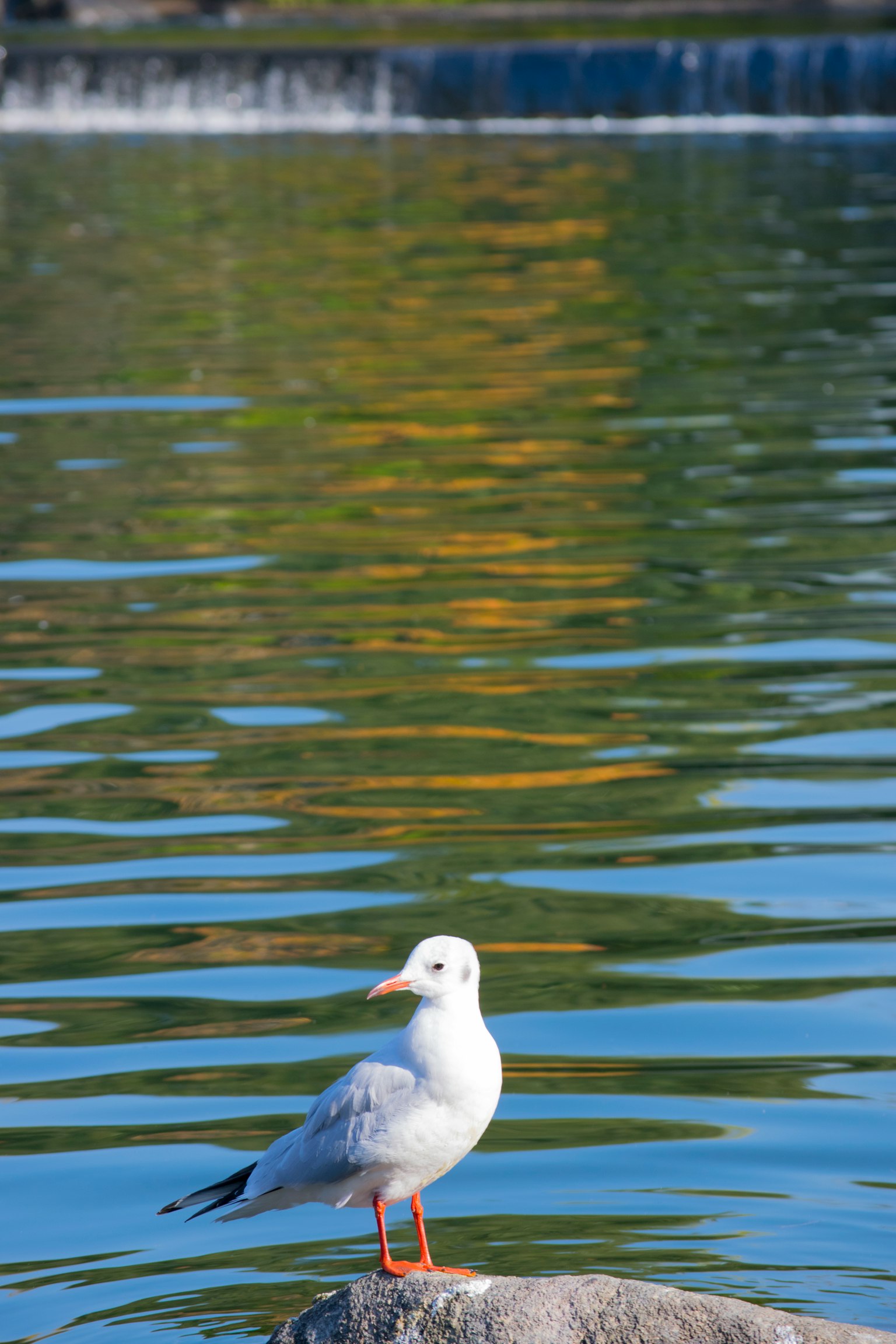 Una gaviota blanca de pie sobre una roca junto al agua con reflejos en el agua