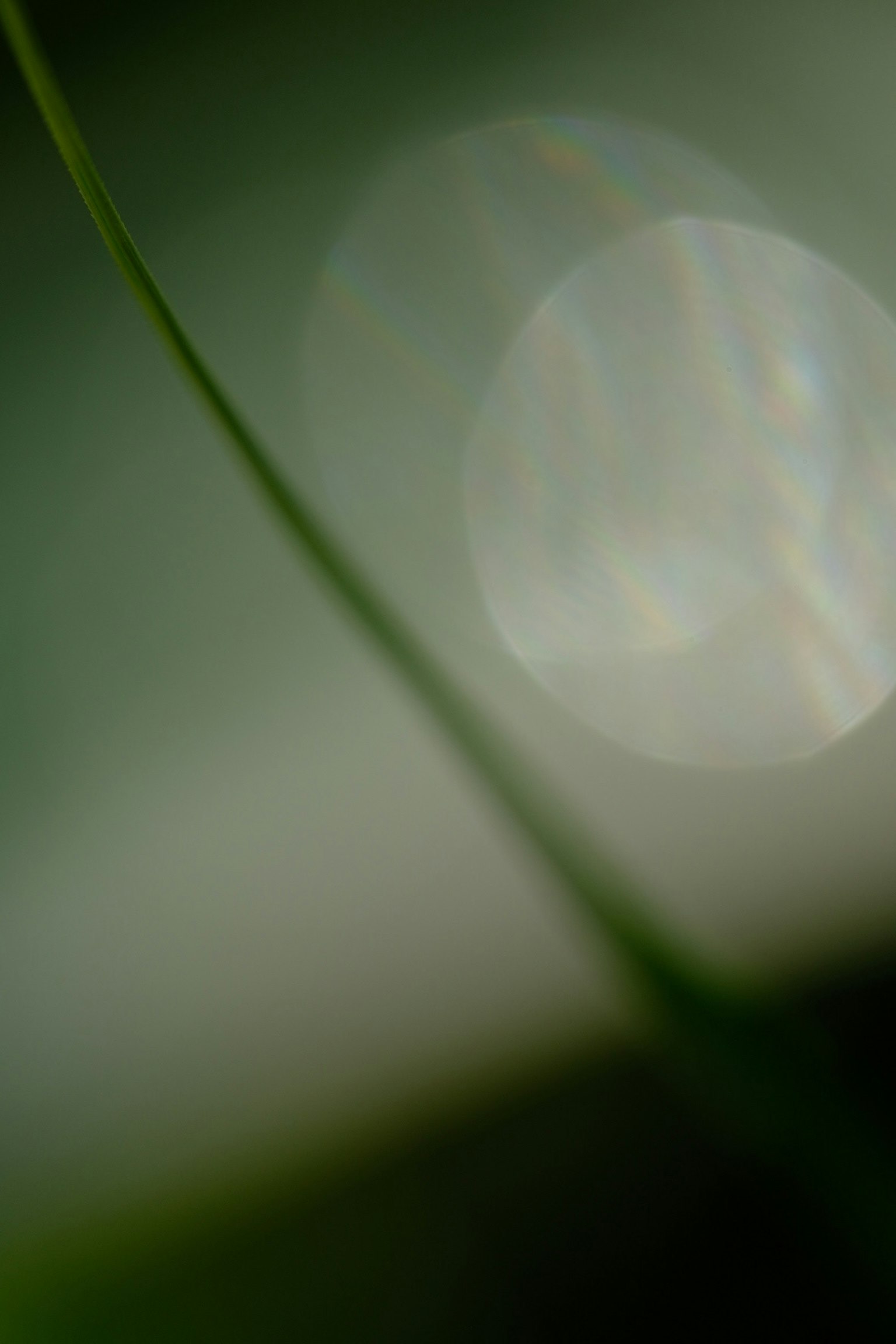 Imagen abstracta con fondo verde suave, orbes de luz difusos y una hoja delgada