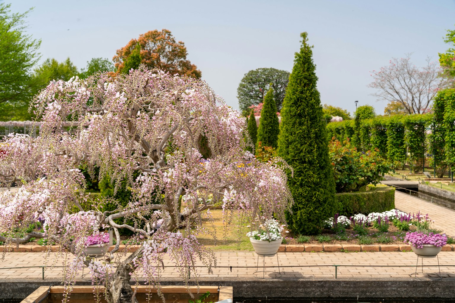Jolie vue de jardin avec un cerisier en fleurs et des haies luxuriantes