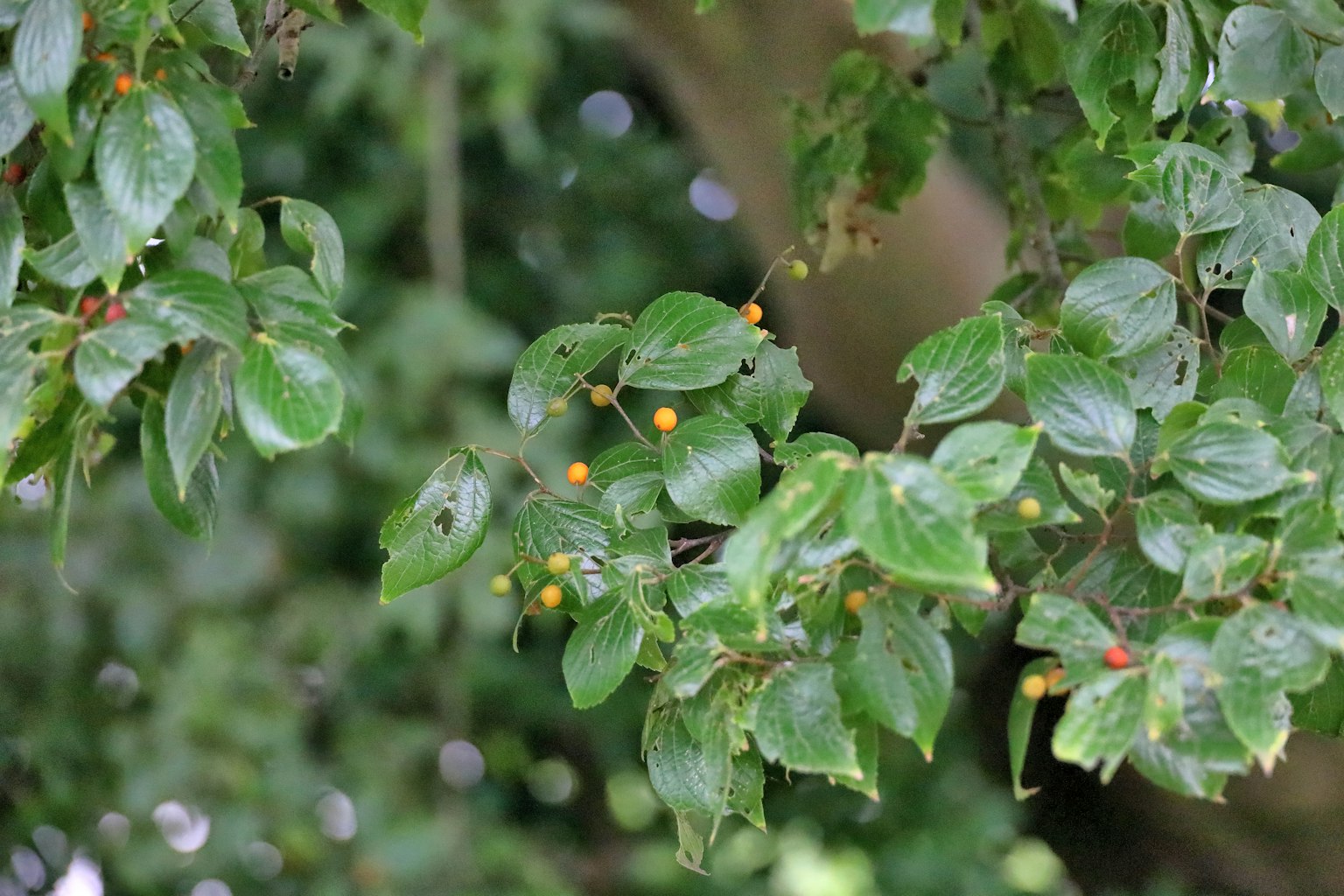 Ramo di albero con foglie verdi e piccoli frutti