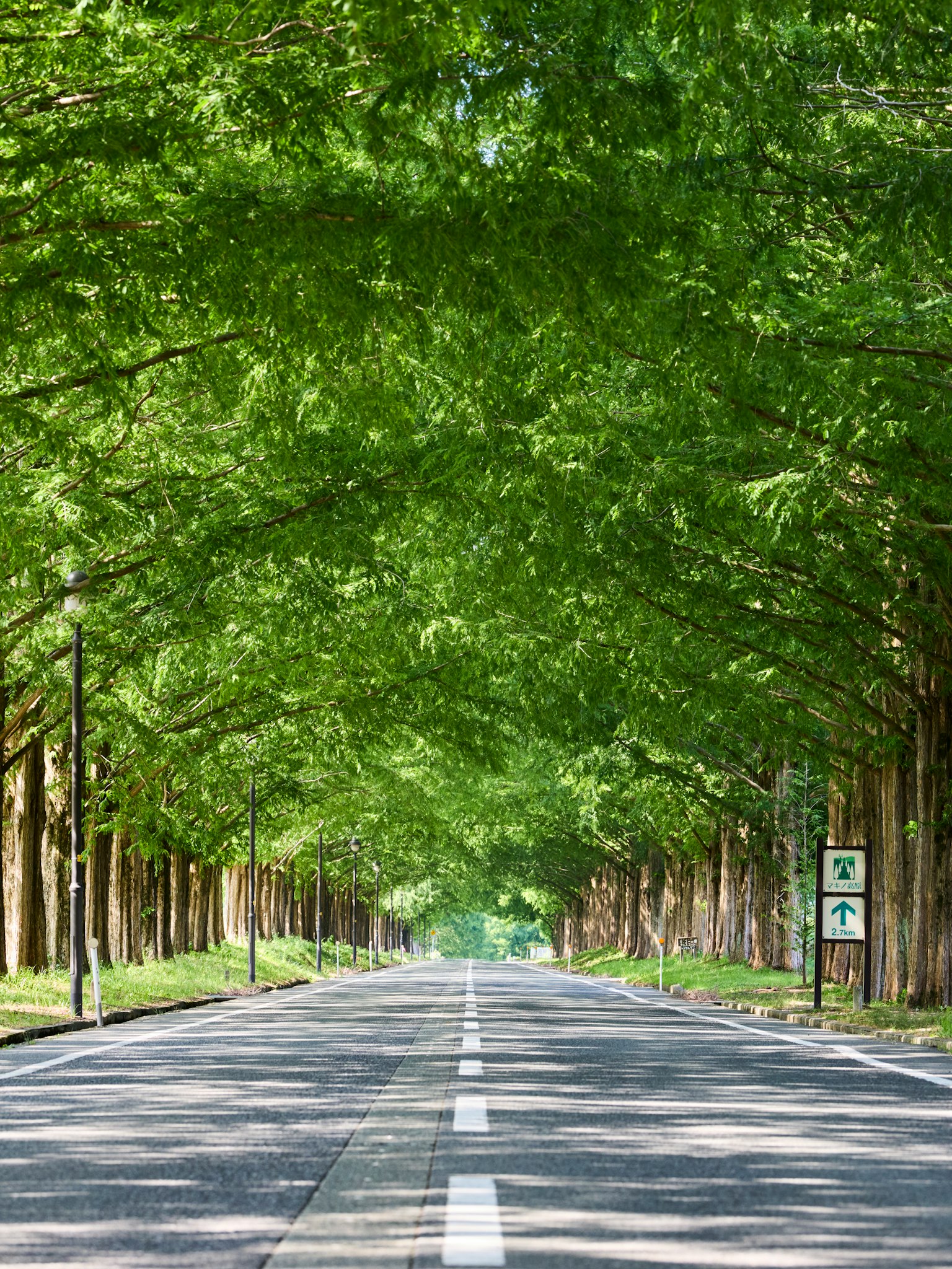 Strada panoramica fiancheggiata da alberi verdi lussureggianti che creano una copertura naturale