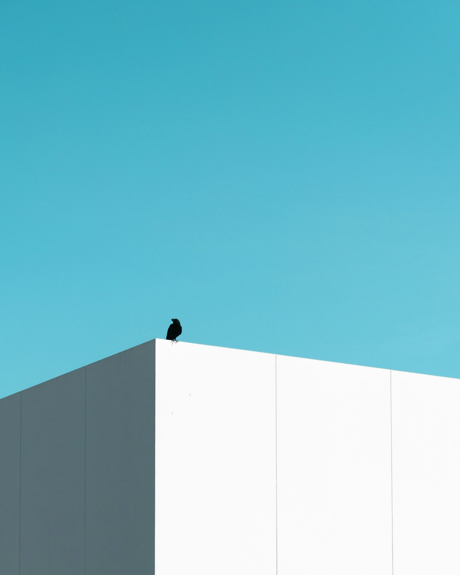 Ein schwarzer Vogel sitzt auf dem Rand eines weißen Gebäudes unter einem klaren blauen Himmel