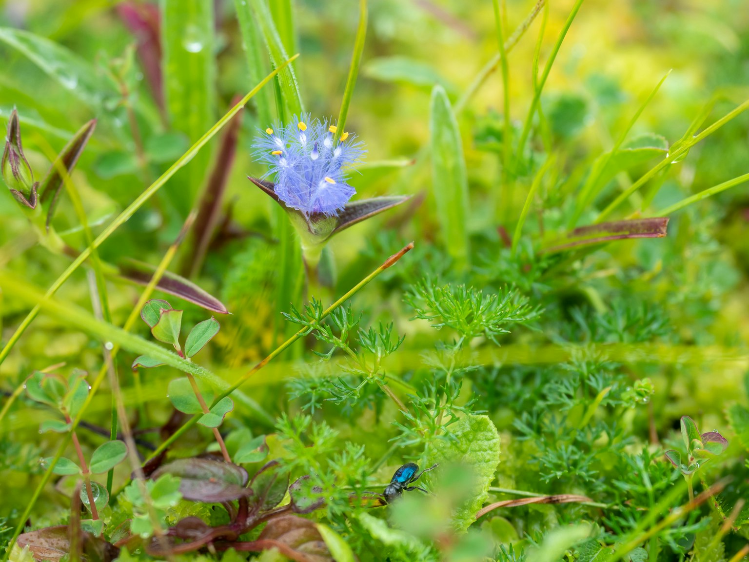 Una pequeña flor azul floreciendo entre la hierba verde y el follaje