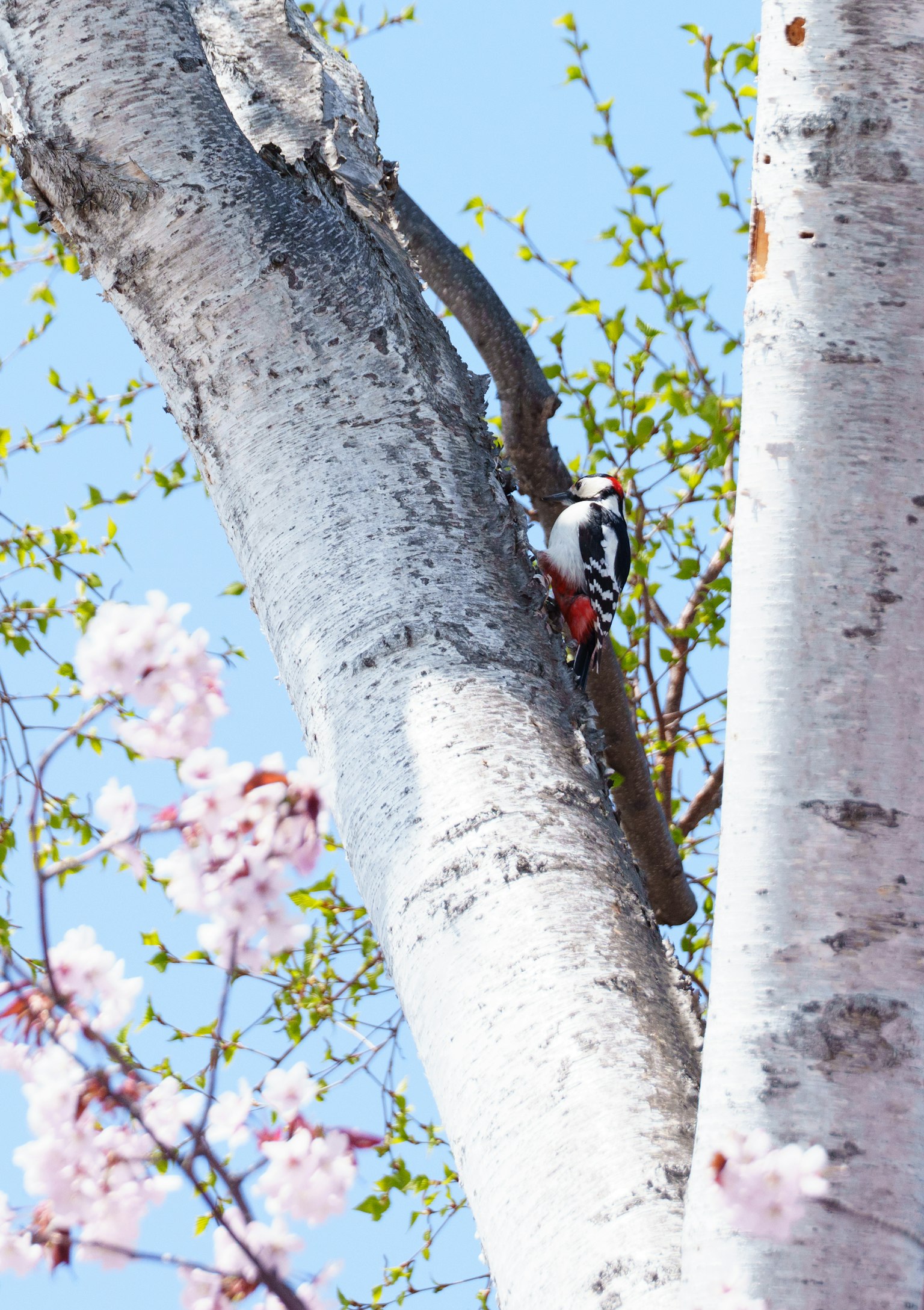 Un pájaro blanco y negro posado en un árbol de cerezo en flor