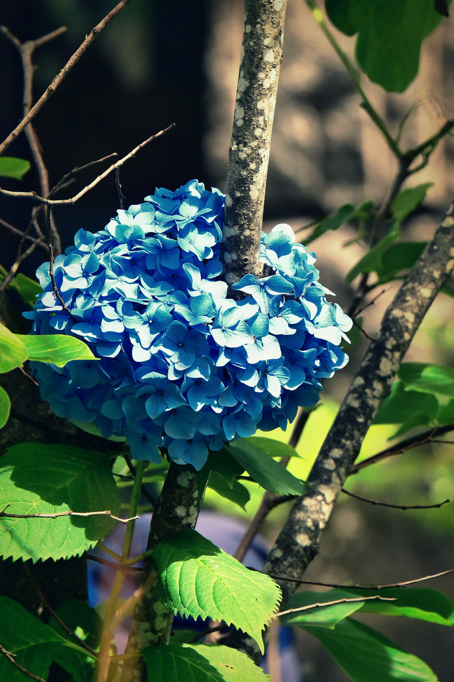 青いアジサイの花が緑の葉に囲まれている