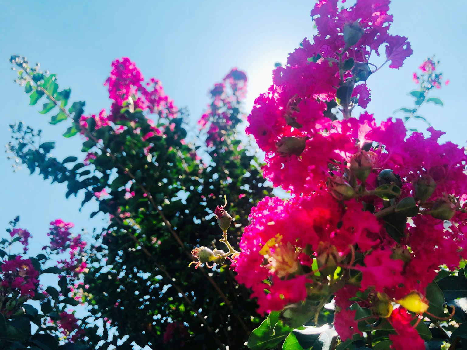 Fiori rosa vivaci che sbocciano su un albero contro un cielo blu