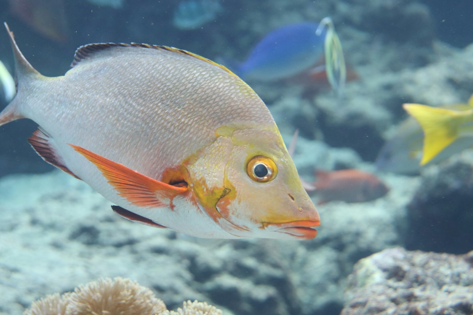 Eine lebendige Unterwasserszene mit einem Fisch mit leuchtend orangefarbenen Flossen, der unter bunten Riff-Fischen schwimmt